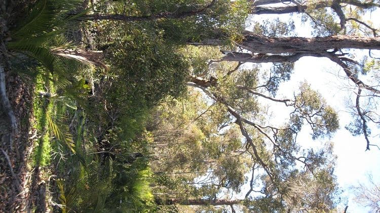 14 Balyan Retreat, MANJIMUP WA 6258, Manjimup - Thumbnail 4