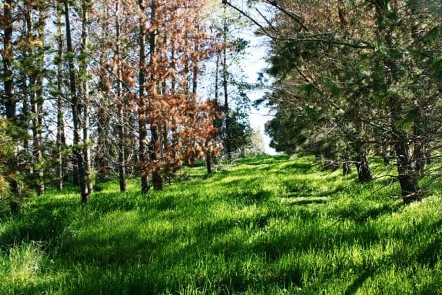 Lot 591 Old Blyth Road, ARMAGH SA 5453, Armagh - Thumbnail 3