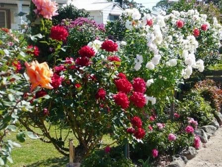 14 Alfred Street, SEYMOUR VIC 3660, Seymour - Thumbnail 4