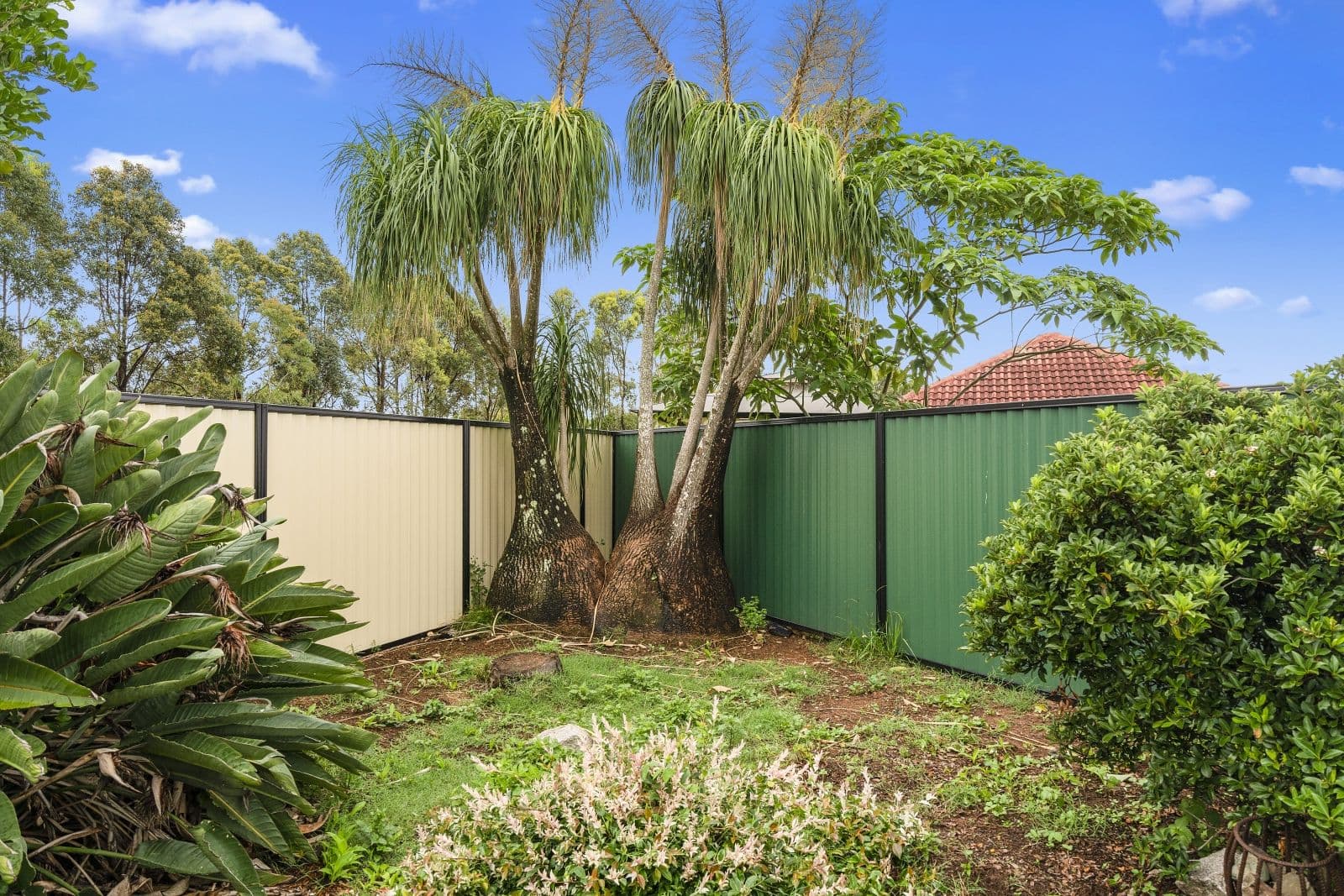 12 Cornuta Court, Caboolture QLD 4510, Caboolture - Thumbnail 4
