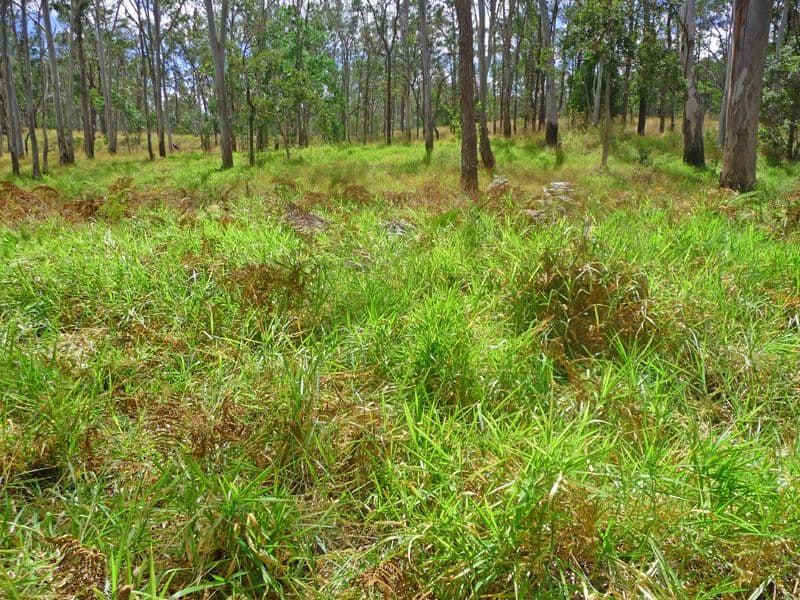 WONDECLA QLD 4887, Wondecla - Thumbnail 4