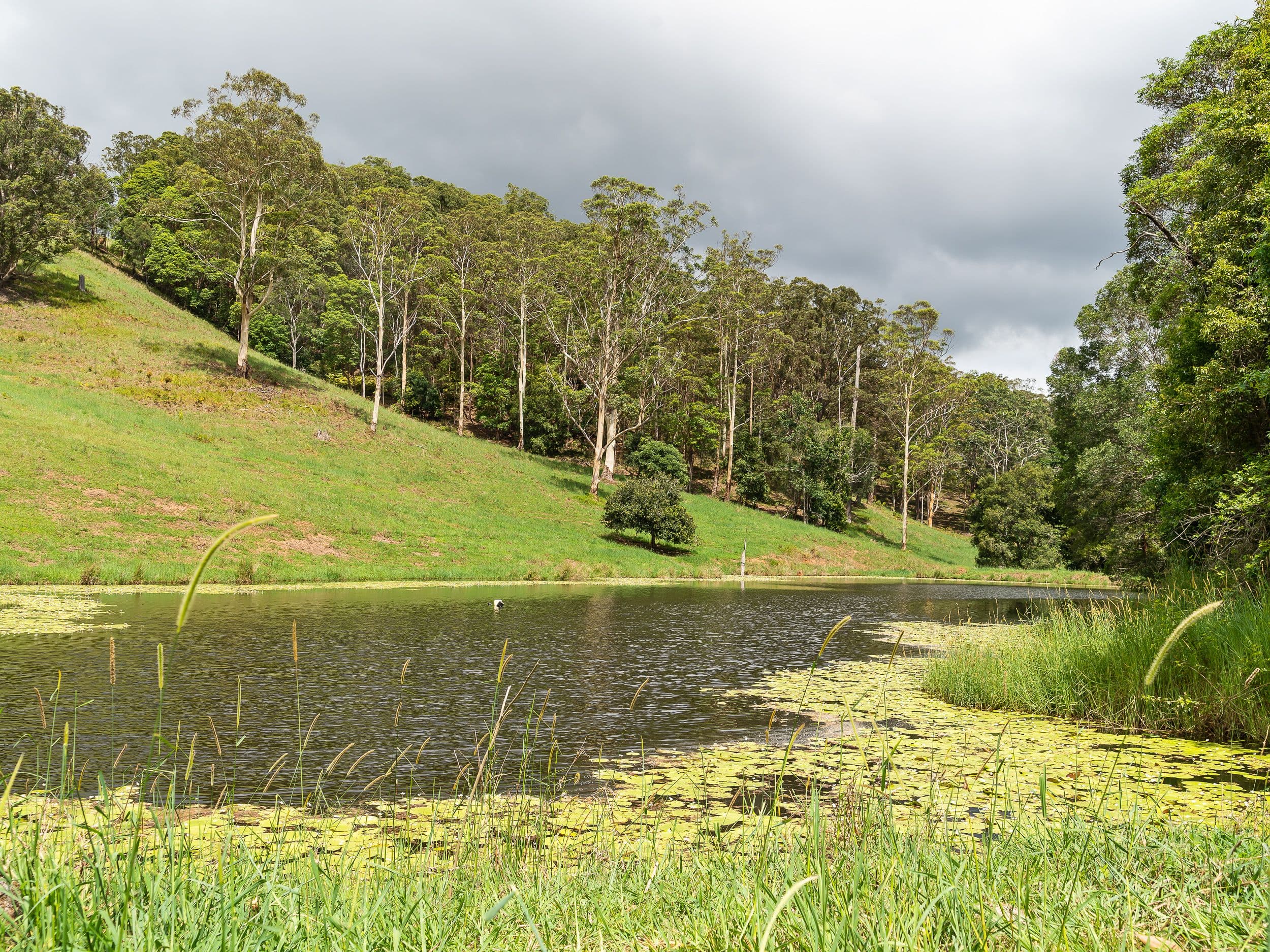 27 Ceylon Road, Belli Park QLD 4562, Belli Park - Thumbnail 3