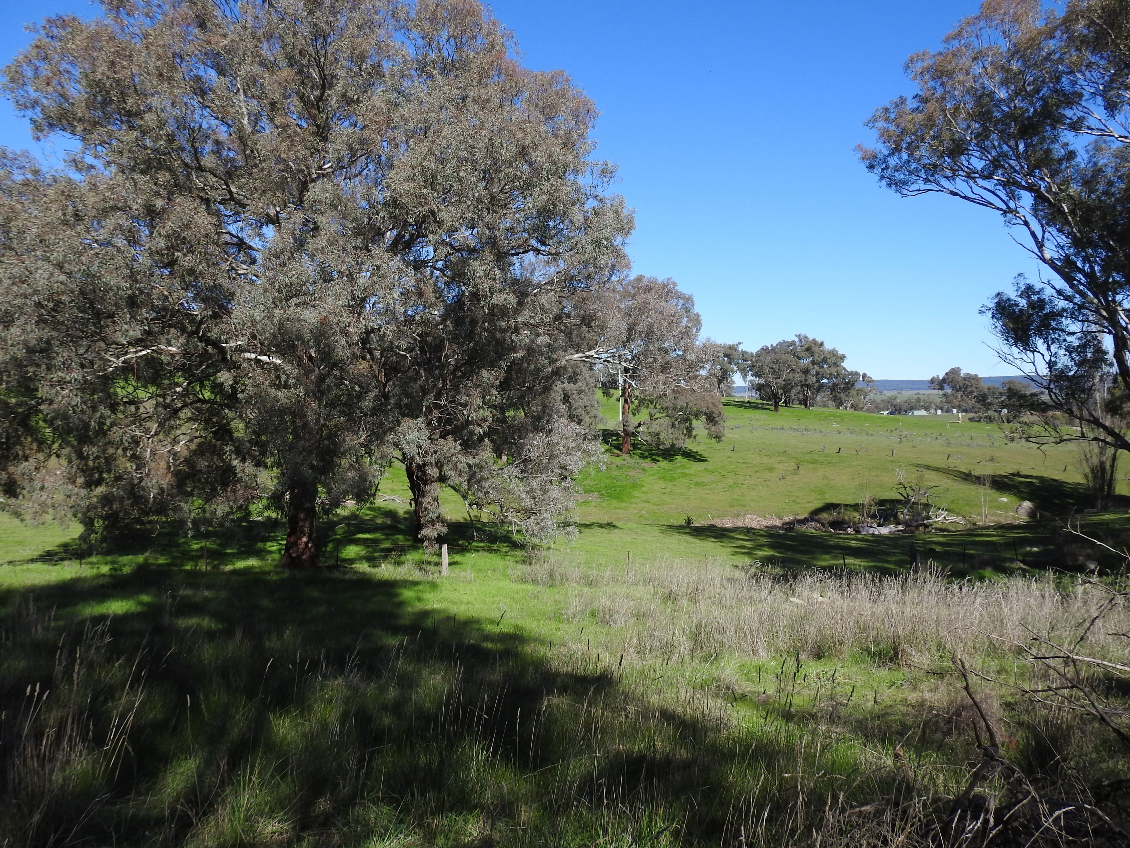 1717 Geegullalong Road, Murringo - Thumbnail 5