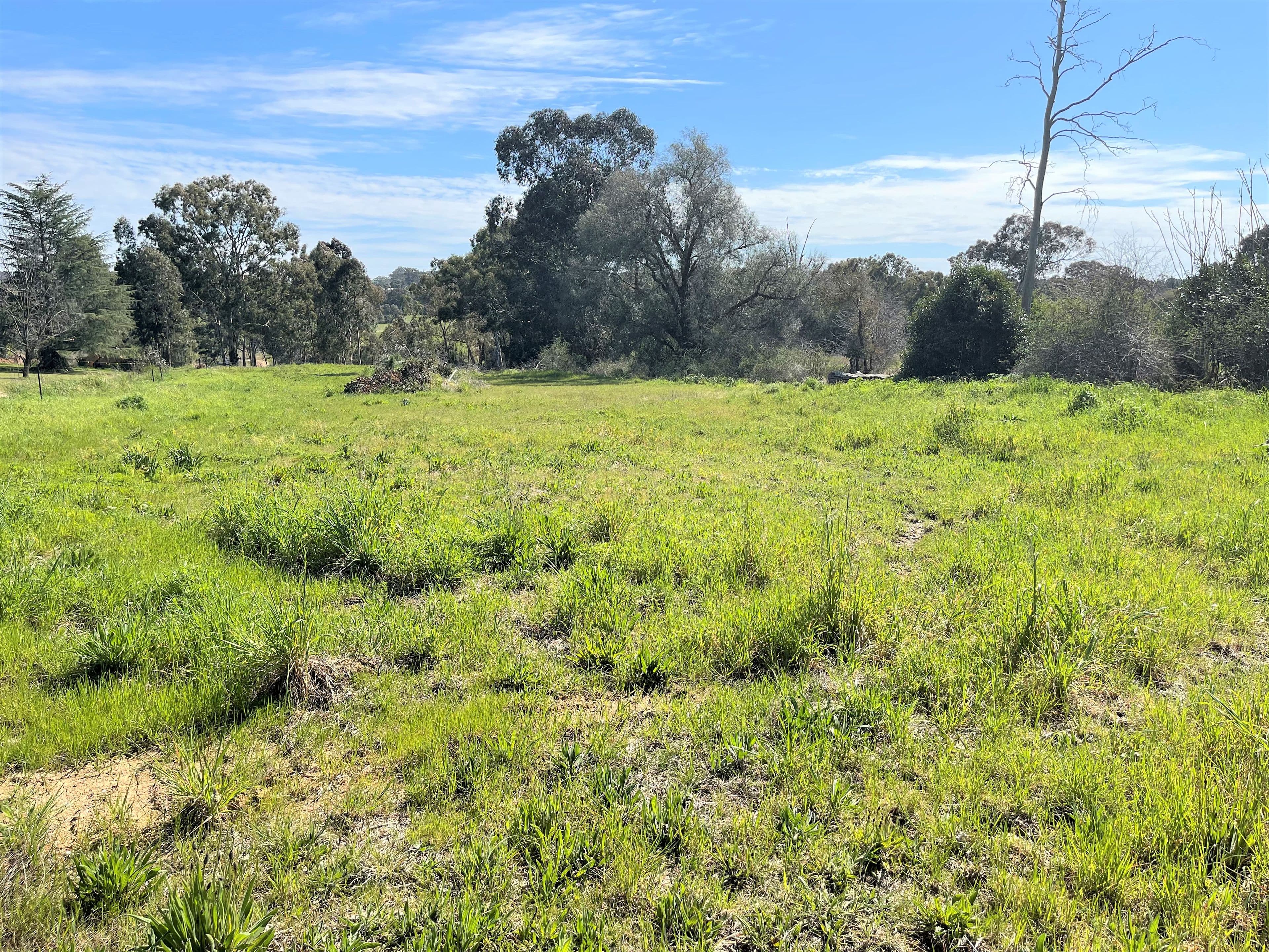 41 Templemore Street, Young NSW 2594, Young - Thumbnail 2