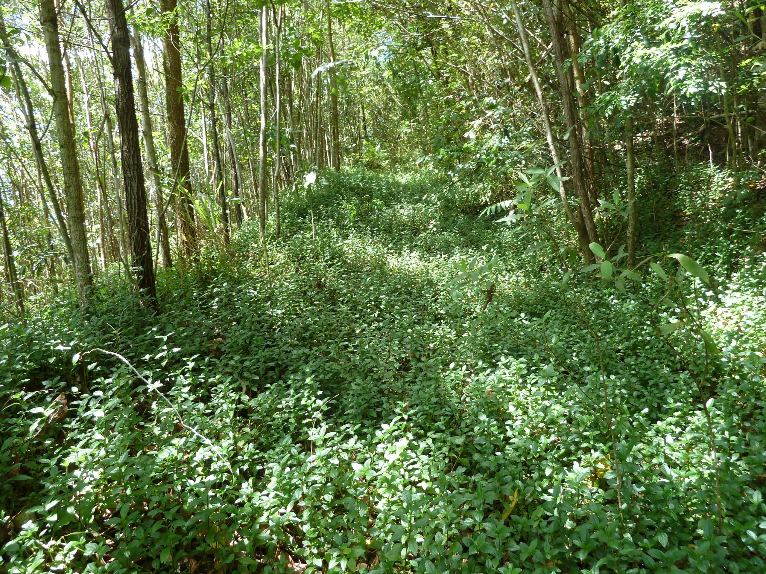 Lot 8 De Meio Drive, Lower Daintree QLD 4873, Lower Daintree - Thumbnail 2