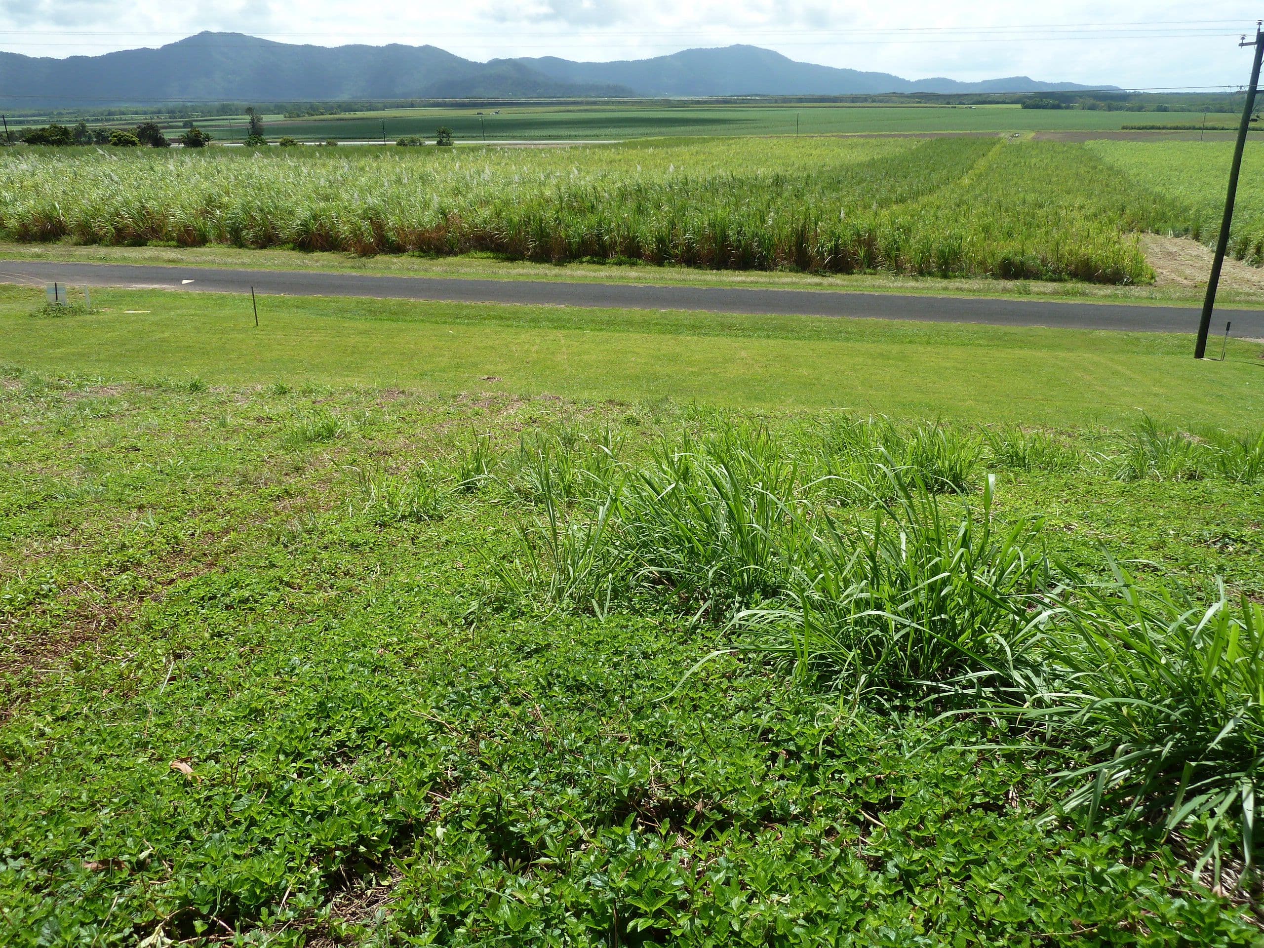 Lot 8 De Meio Drive, Lower Daintree QLD 4873, Lower Daintree - Thumbnail 3