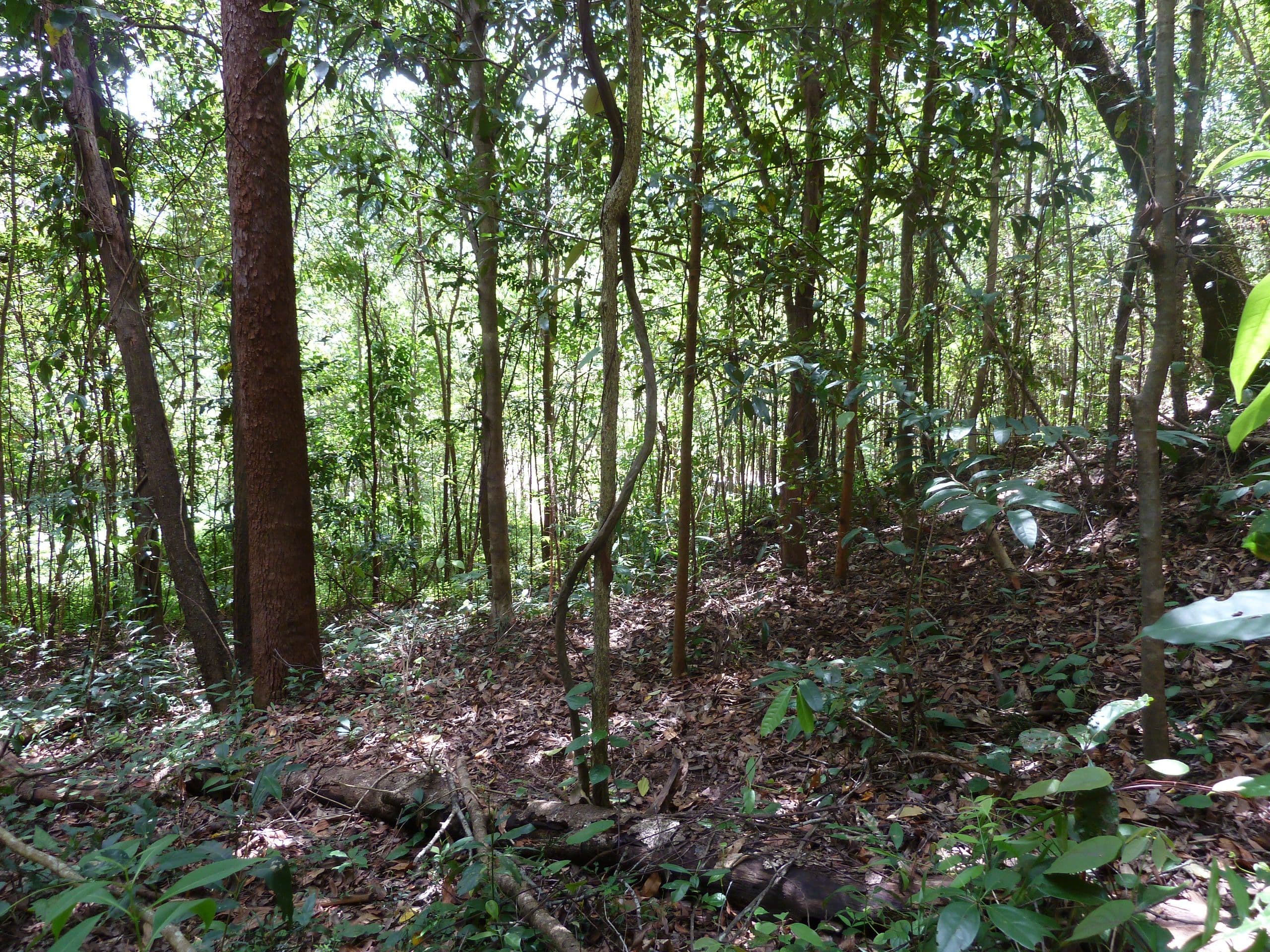 Lot 8 De Meio Drive, Lower Daintree QLD 4873, Lower Daintree - Thumbnail 6