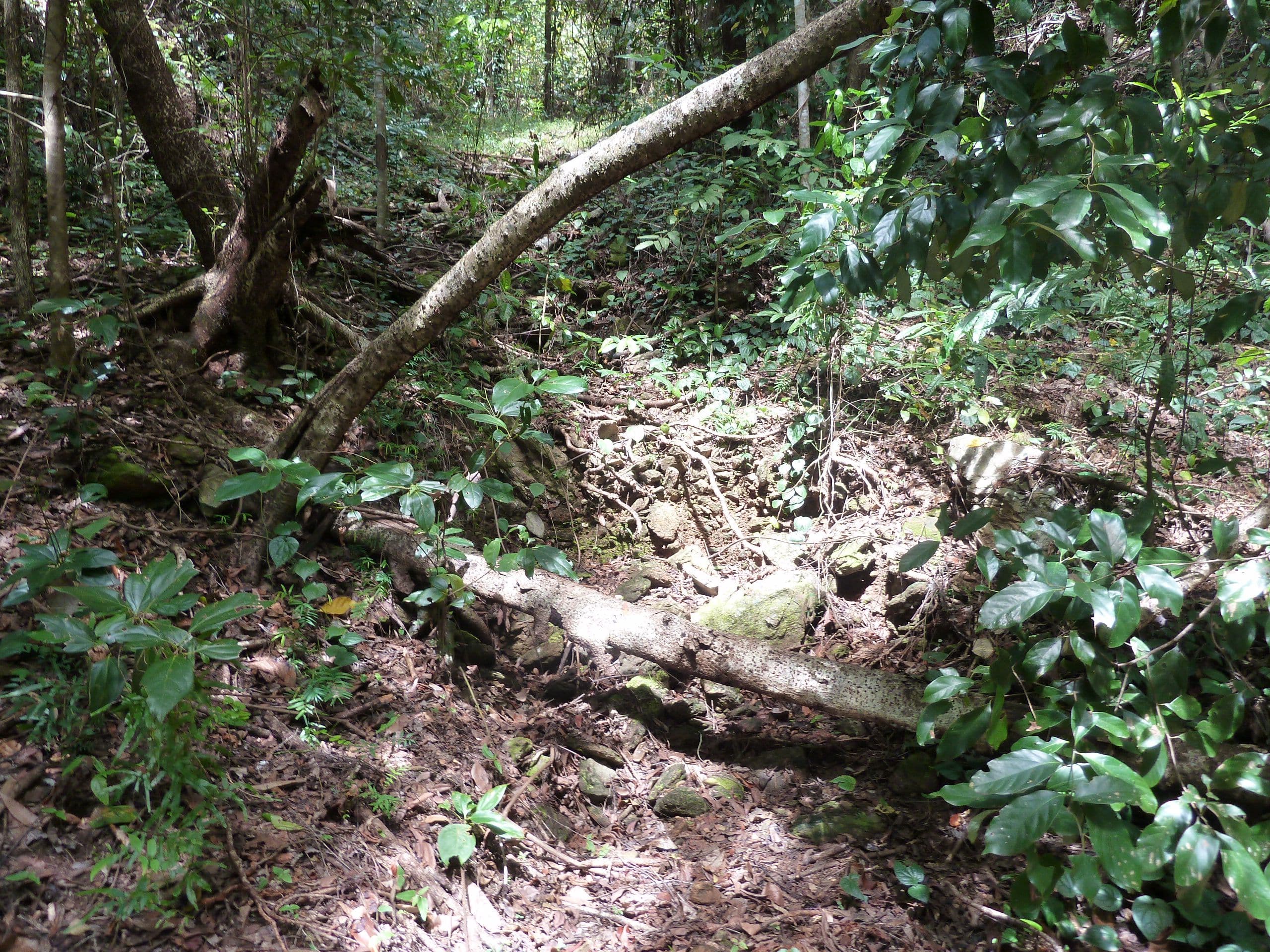 Lot 8 De Meio Drive, Lower Daintree QLD 4873, Lower Daintree - Thumbnail 7