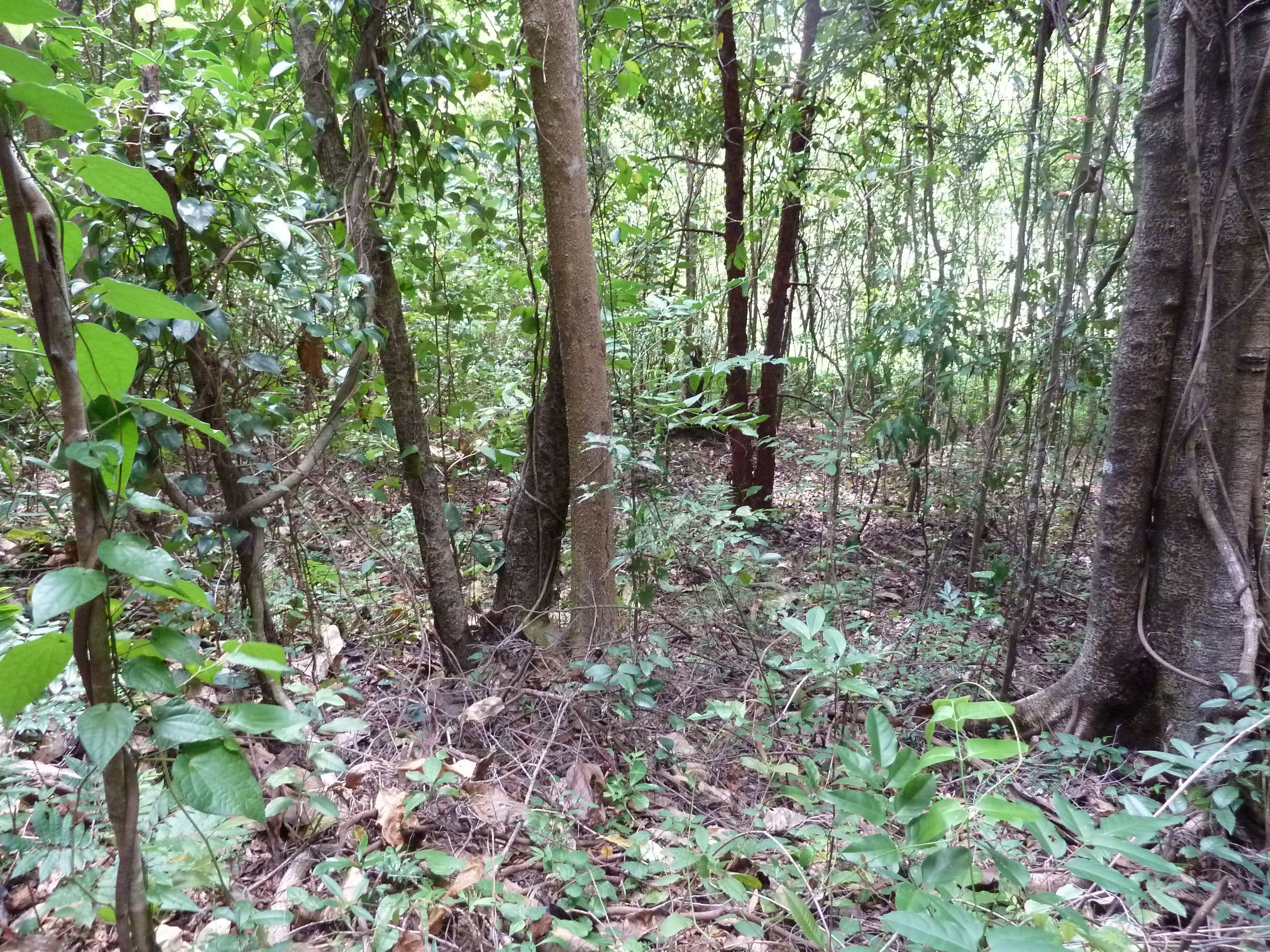 Lot 8 De Meio Drive, Lower Daintree QLD 4873, Lower Daintree - Thumbnail 8
