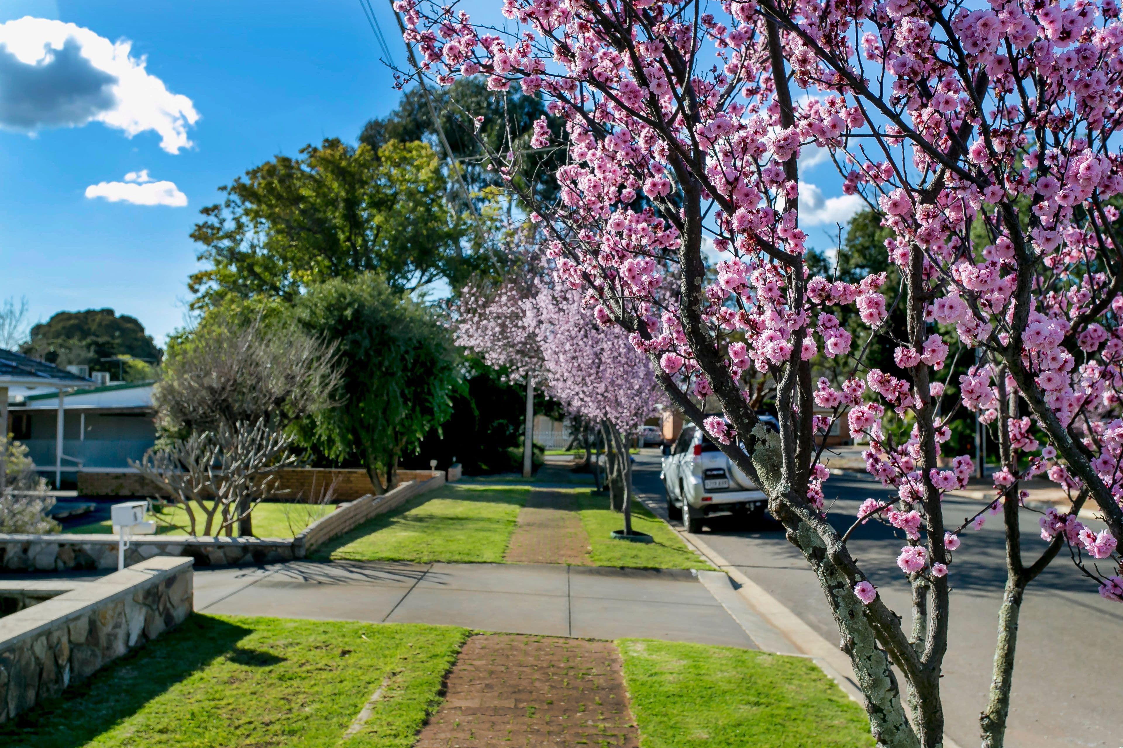 8 Egerton Avenue, Rostrevor SA 5073, Rostrevor - Thumbnail 4