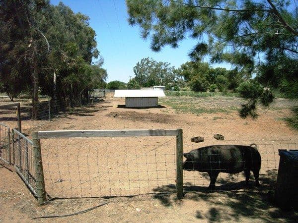 25 Midlands Road Irwin, DONGARA WA 6525, Dongara - Thumbnail 7