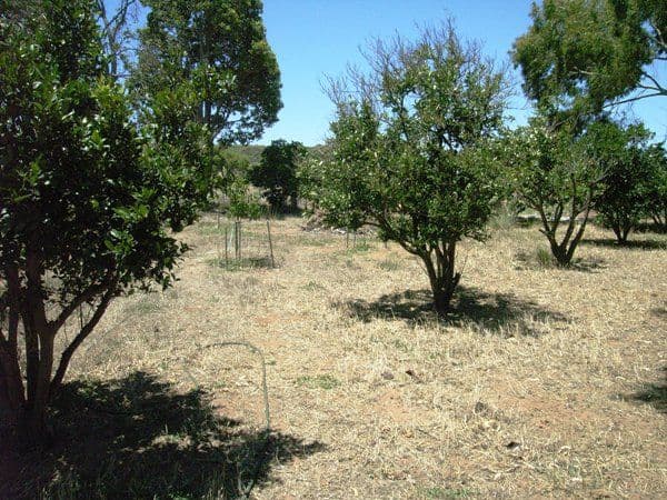 25 Midlands Road Irwin, DONGARA WA 6525, Dongara - Thumbnail 8