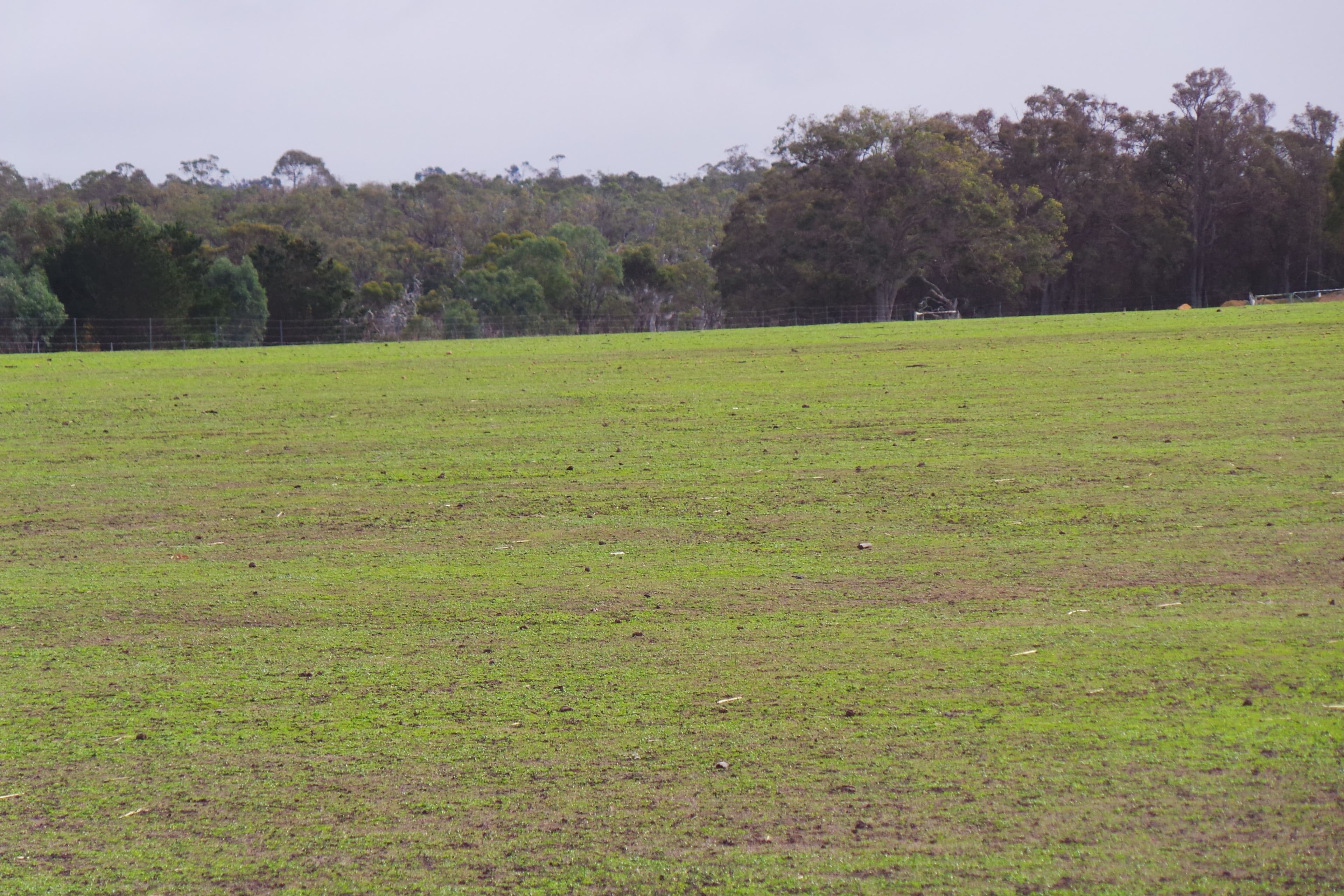 Lot 3 Wragg Road, Mount Barker WA 6324, Mount Barker - Thumbnail 4