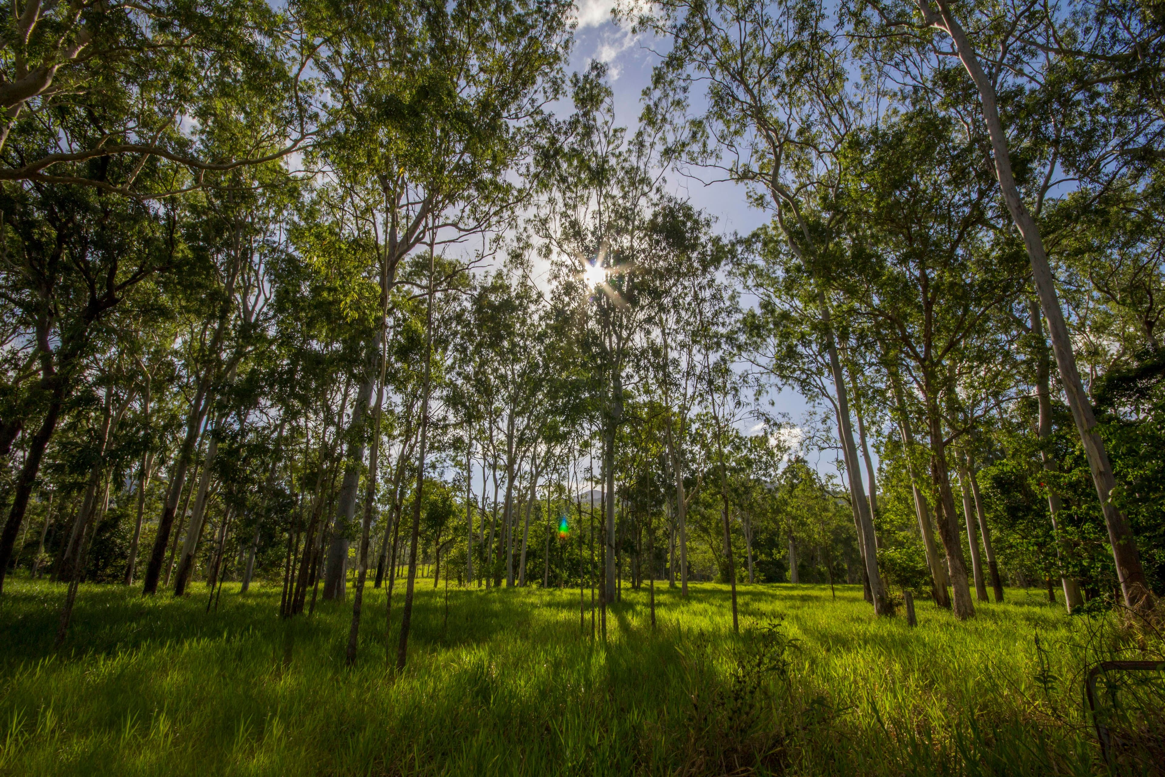 30 Jim Weir Road, Julatten QLD 4871, Julatten - Thumbnail 7