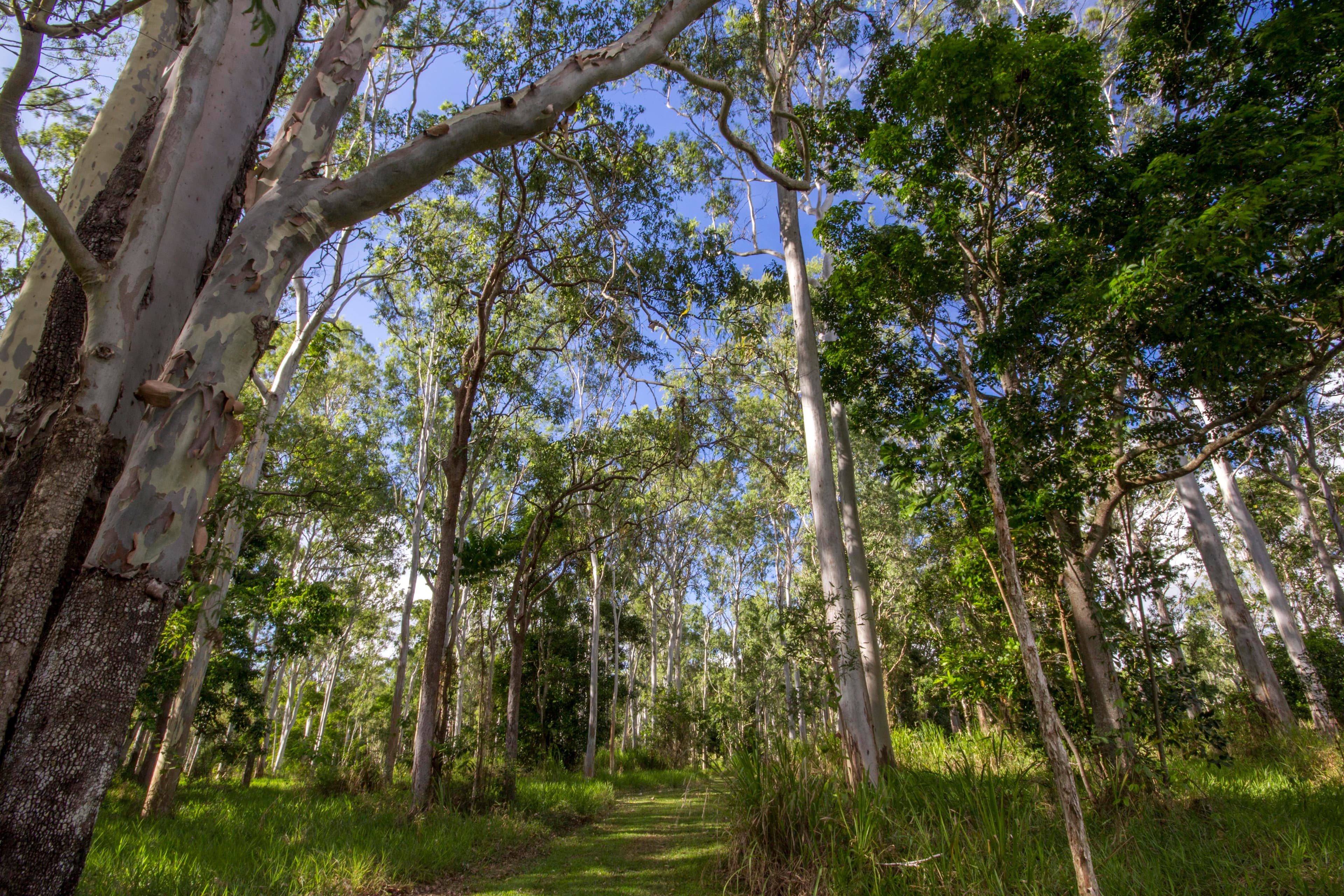 30 Jim Weir Road, Julatten QLD 4871, Julatten - Thumbnail 8