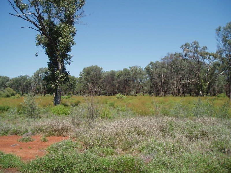 4 Murweh Drive, CHARLEVILLE QLD 4470, Charleville - Thumbnail 2