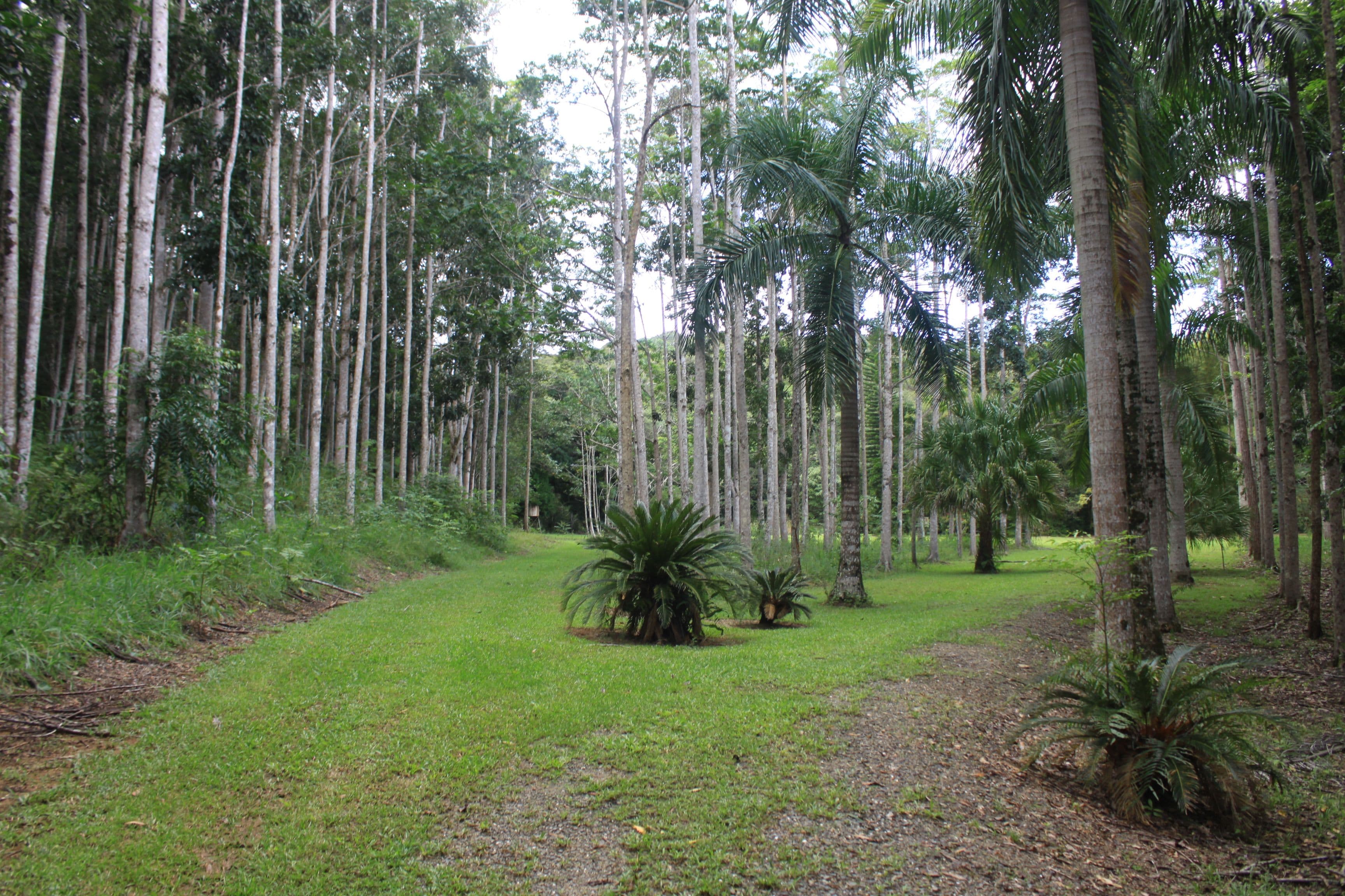 1 Richards Road, Julatten QLD 4871, Julatten - Thumbnail 3