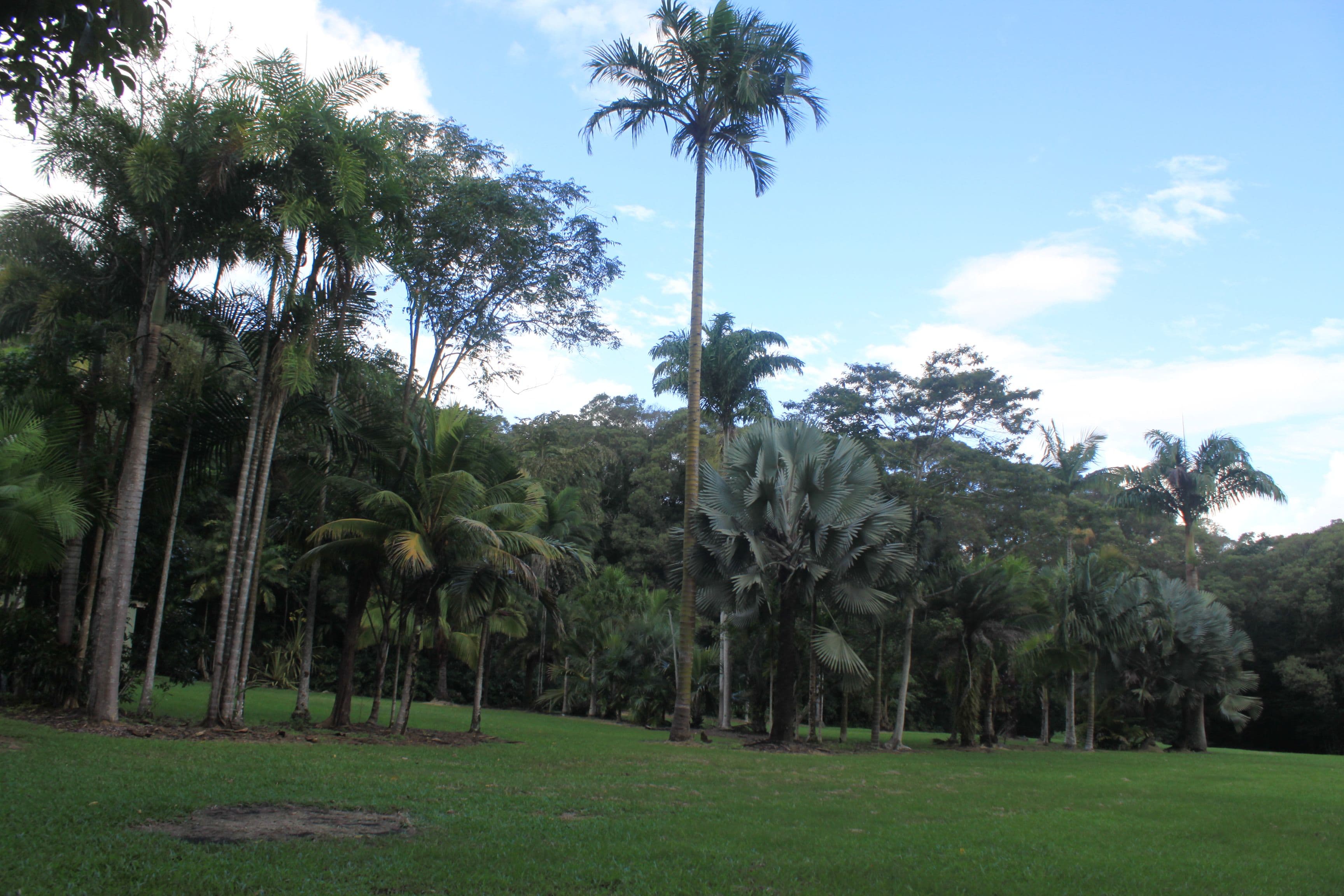 1 Richards Road, Julatten QLD 4871, Julatten - Thumbnail 4