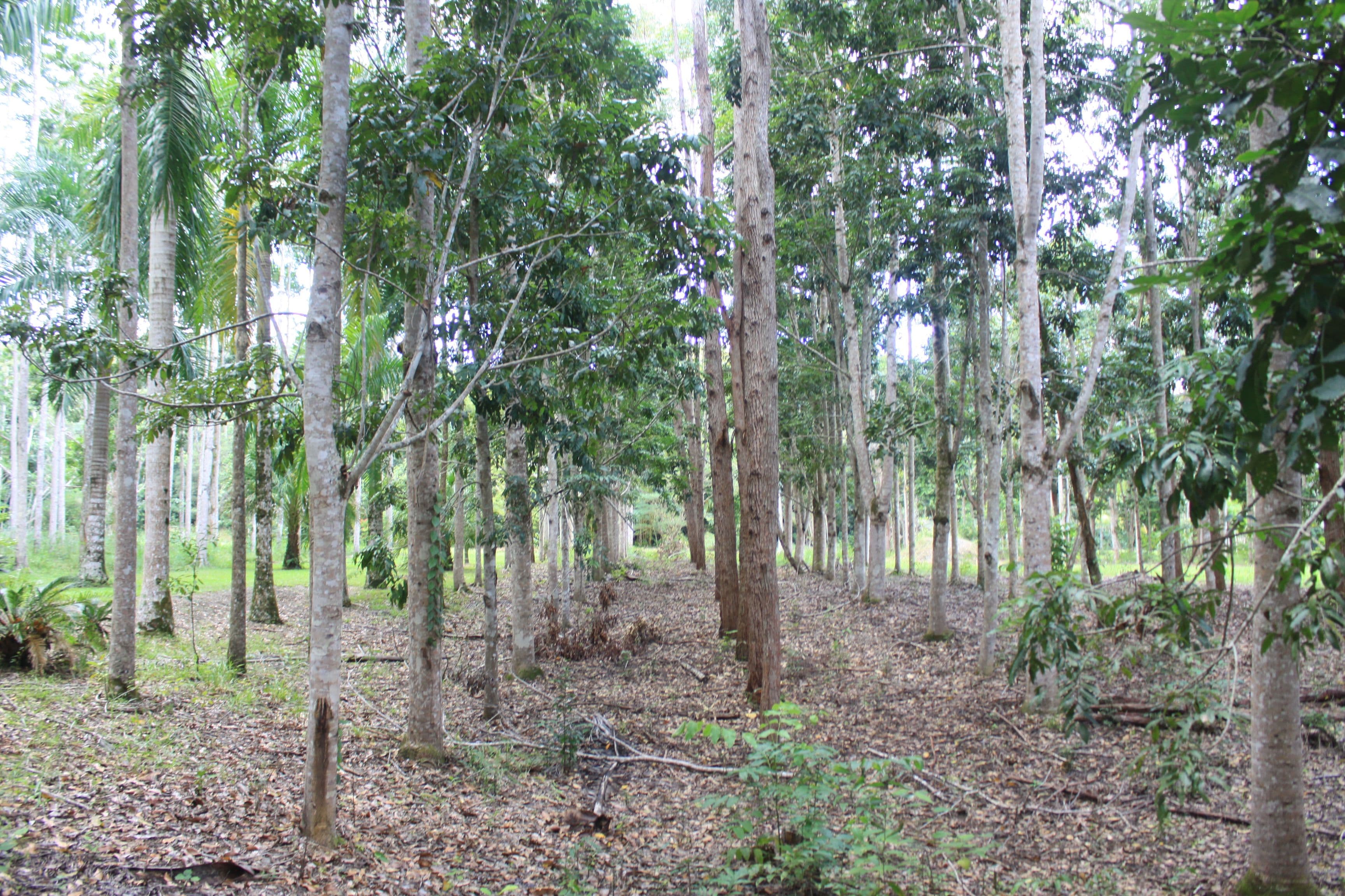 1 Richards Road, Julatten QLD 4871, Julatten - Thumbnail 5