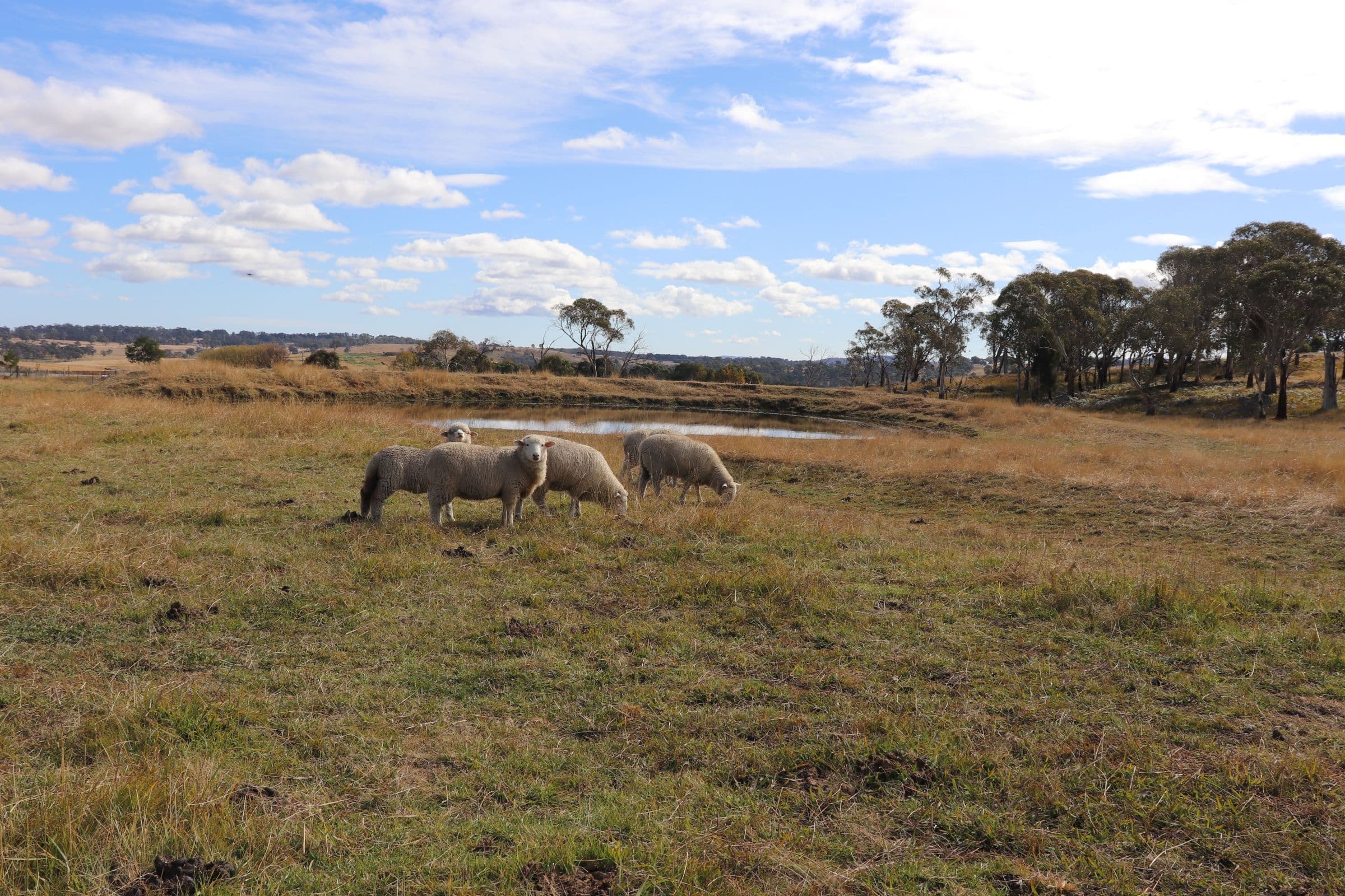 14 Sunnyview Drive, Shannon Vale NSW 2370, Shannon Vale - Image 1