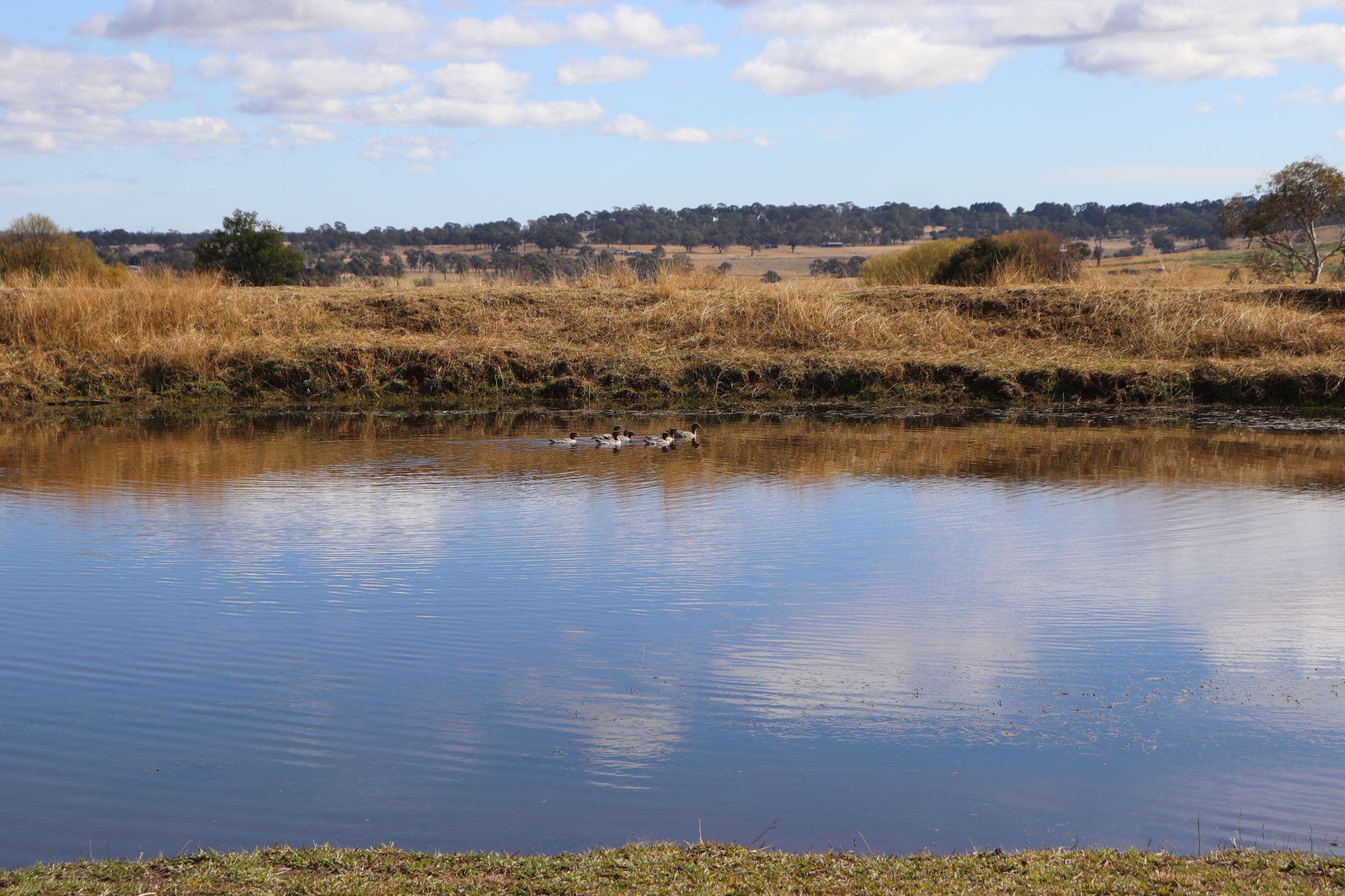 14 Sunnyview Drive, Shannon Vale NSW 2370, Shannon Vale - Thumbnail 4