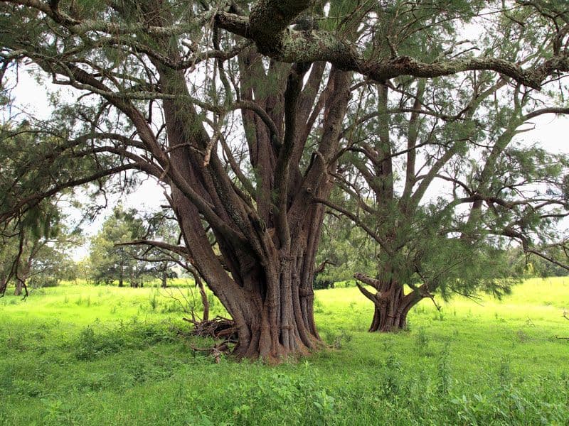 Lot 117a and 4 Taylors Lane, CAMBEWARRA NSW 2540, Cambewarra - Thumbnail 4
