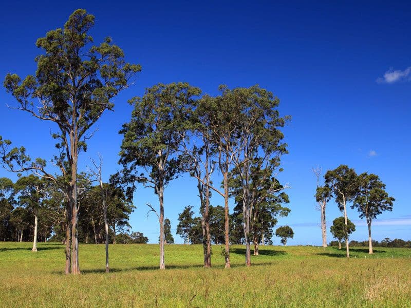 Lot 117a and 4 Taylors Lane, CAMBEWARRA NSW 2540, Cambewarra - Thumbnail 5