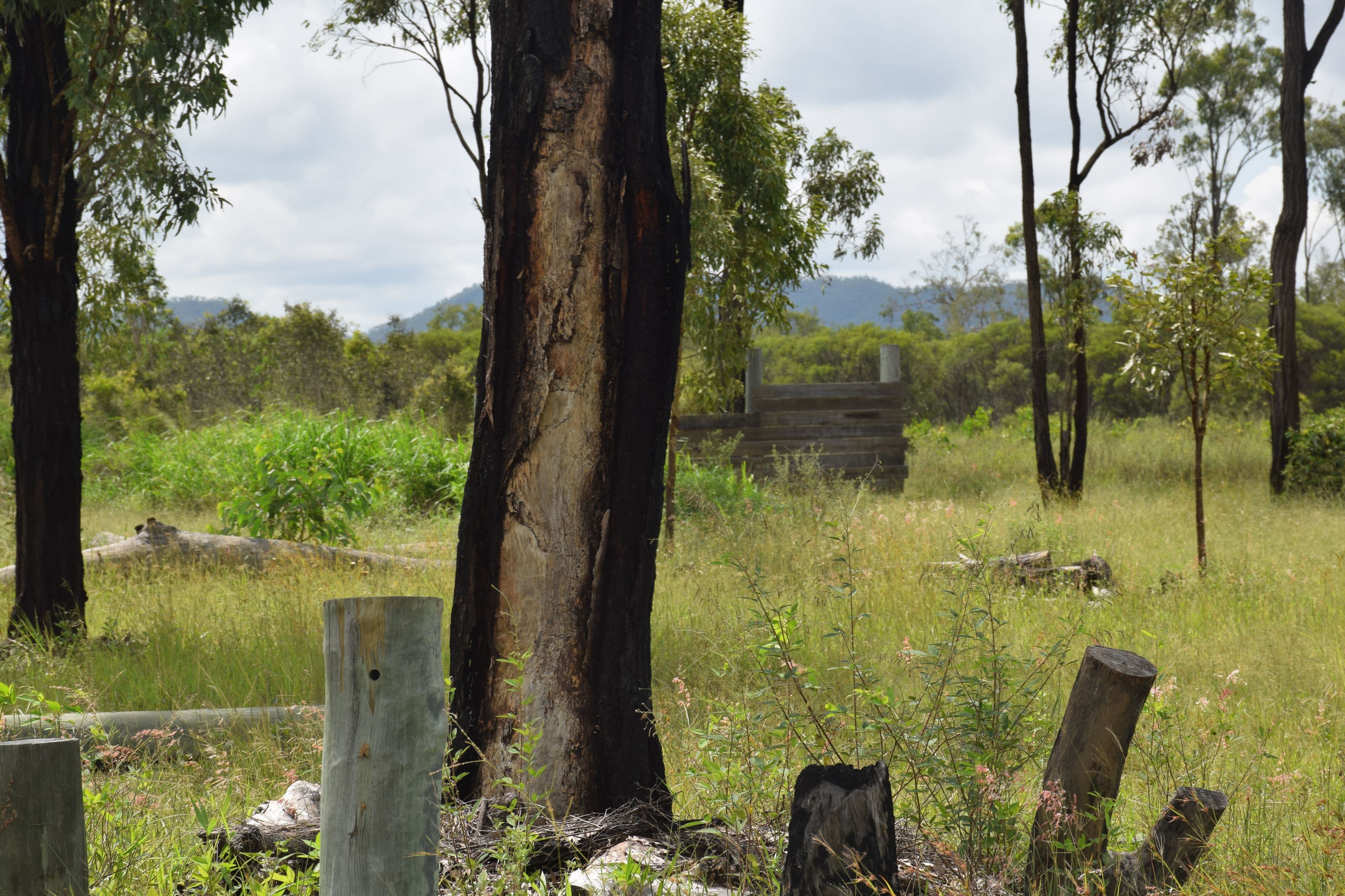832 Black River Road, Black River QLD 4818, Black River - Thumbnail 4