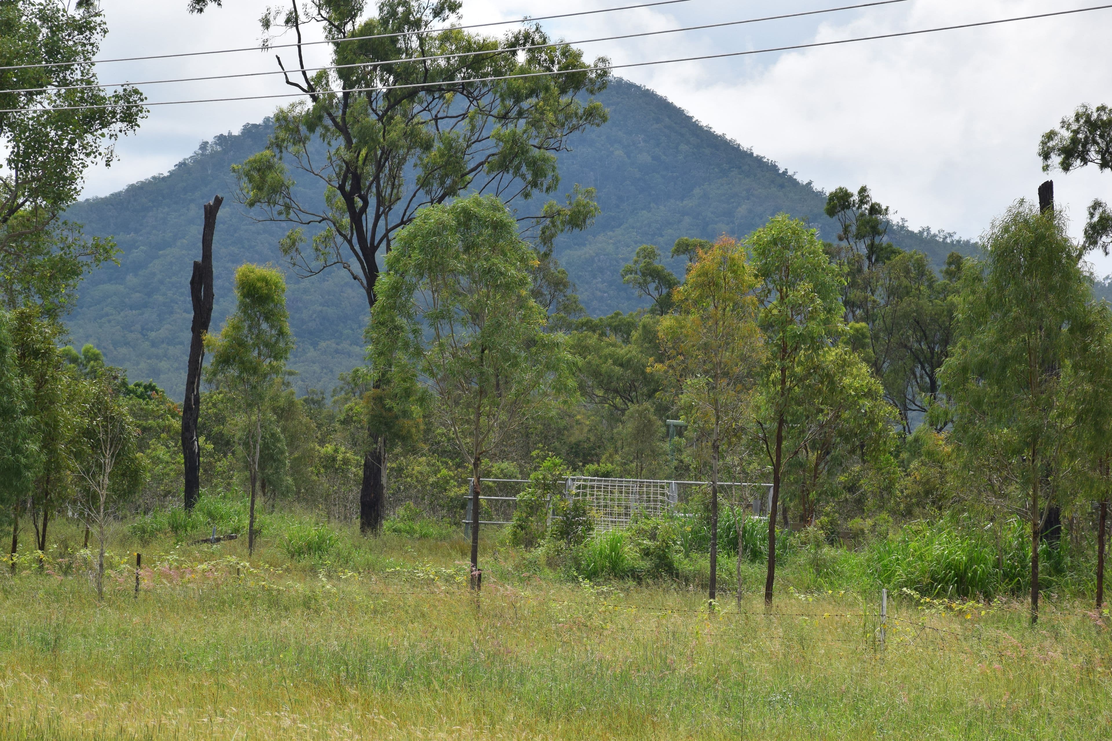 832 Black River Road, Black River QLD 4818, Black River - Thumbnail 6