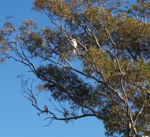 Lot 89 Markaranka Flats, MORGAN SA 5320, Morgan - Thumbnail 6