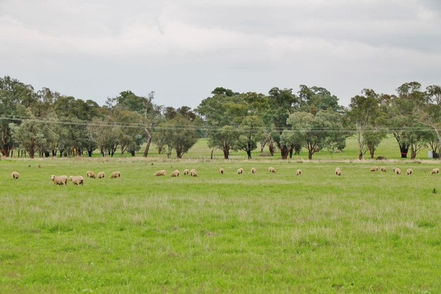 64 (Lot 16) Wambanumba Drive, YOUNG NSW 2594, Young - Thumbnail 6
