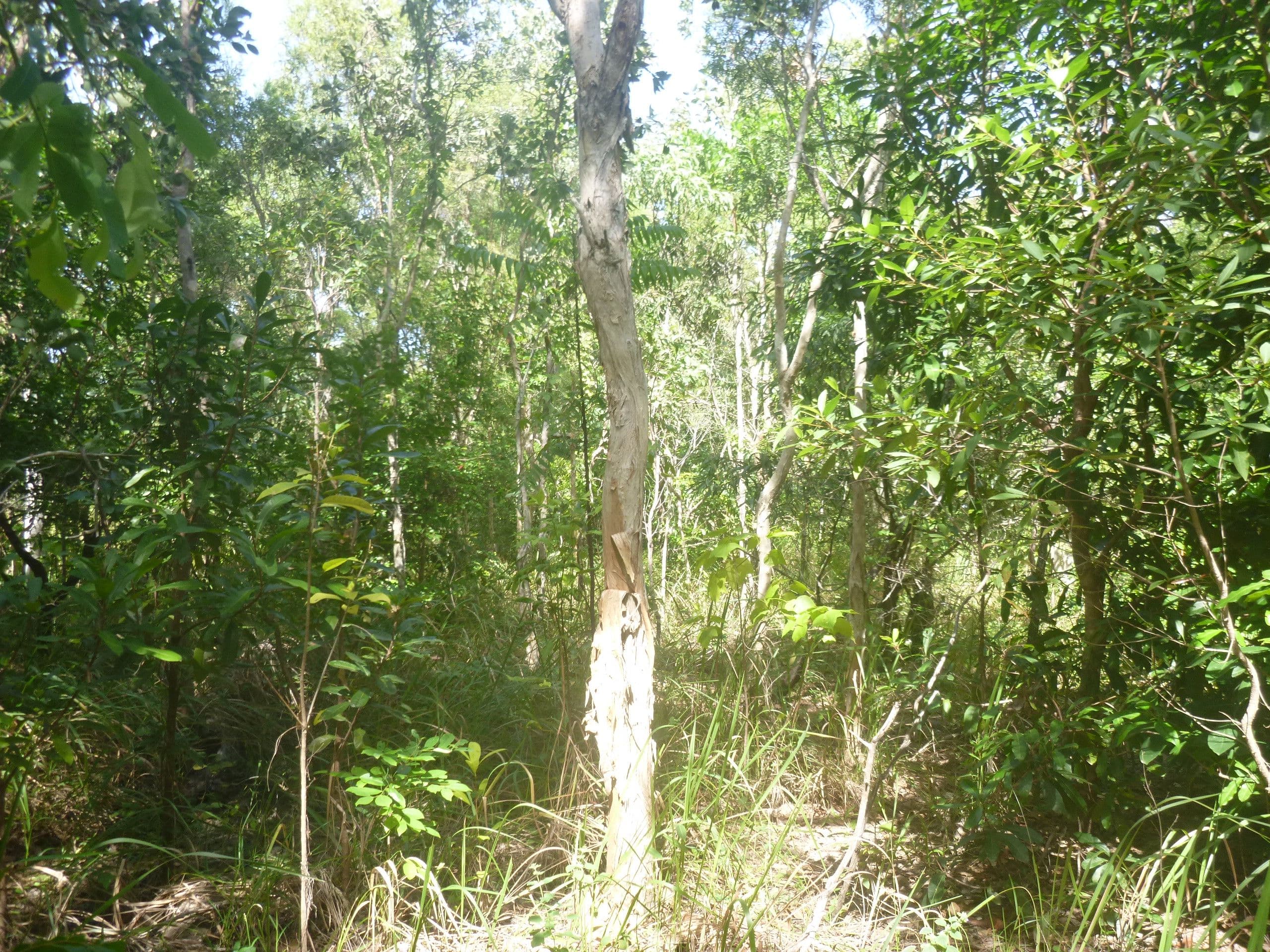 8 Walsh Close, Cooktown QLD 4895, Cooktown - Thumbnail 3