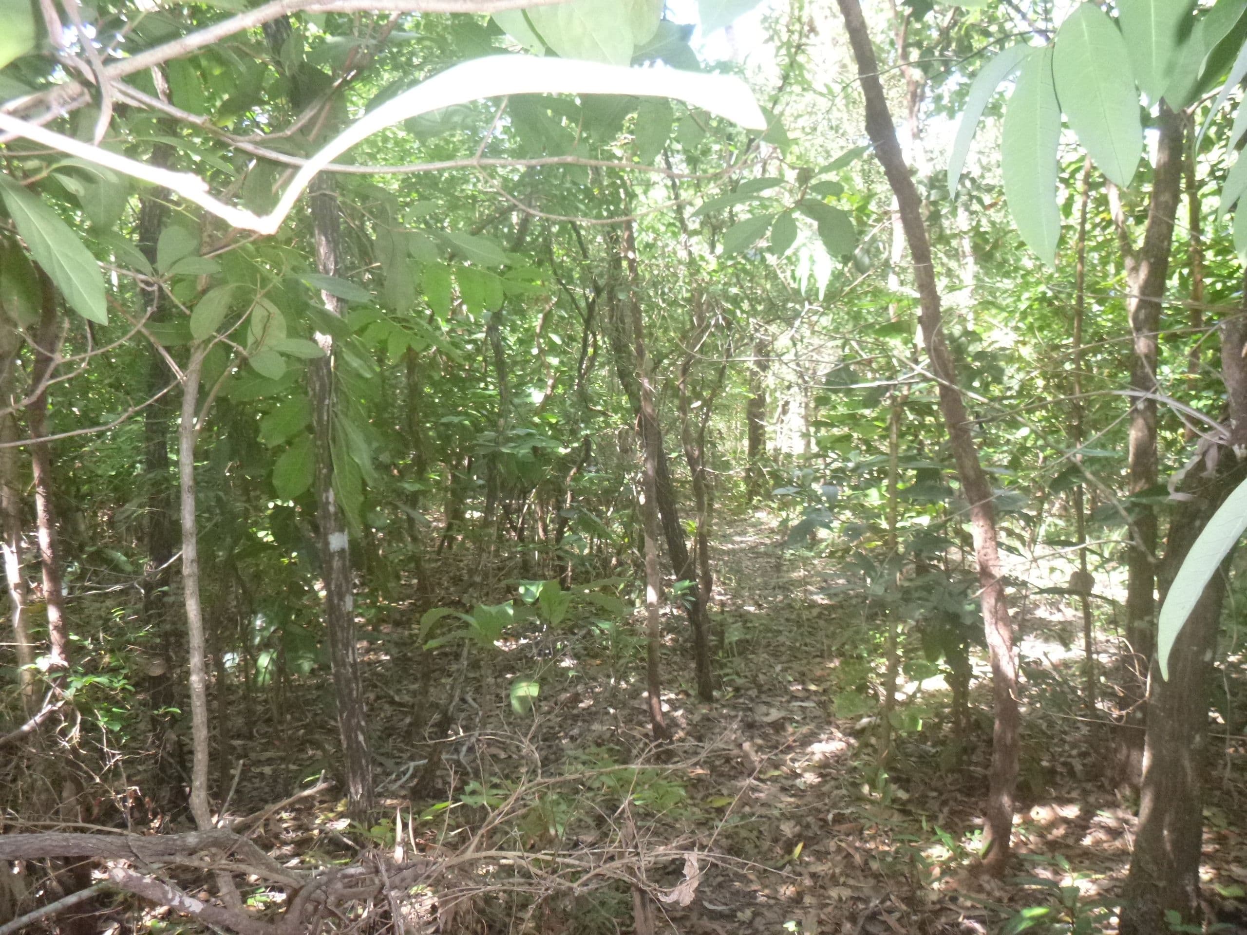 8 Walsh Close, Cooktown QLD 4895, Cooktown - Thumbnail 5