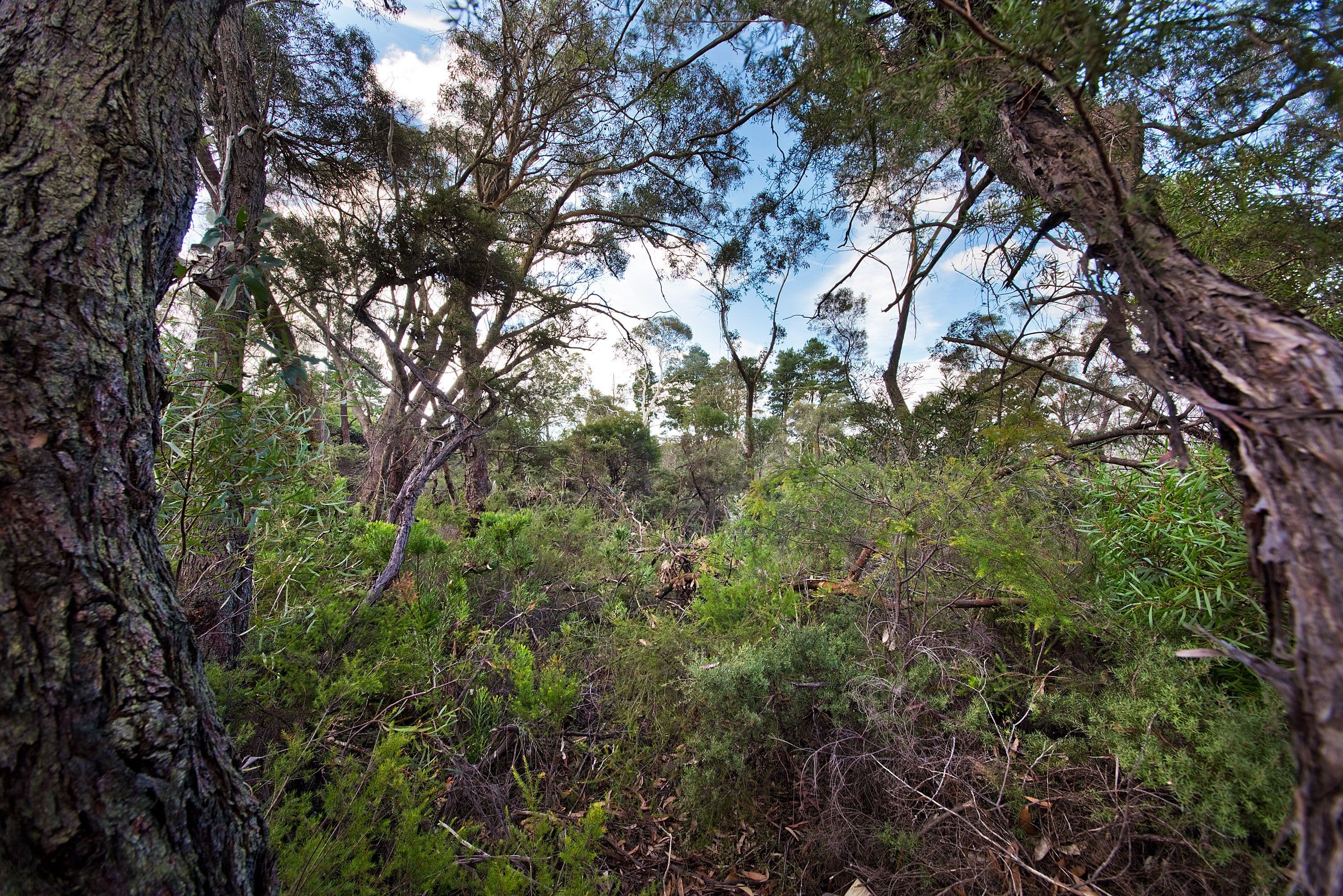 28 Delmonte Avenue, Medlow Bath NSW 2780, Medlow Bath - Thumbnail 5