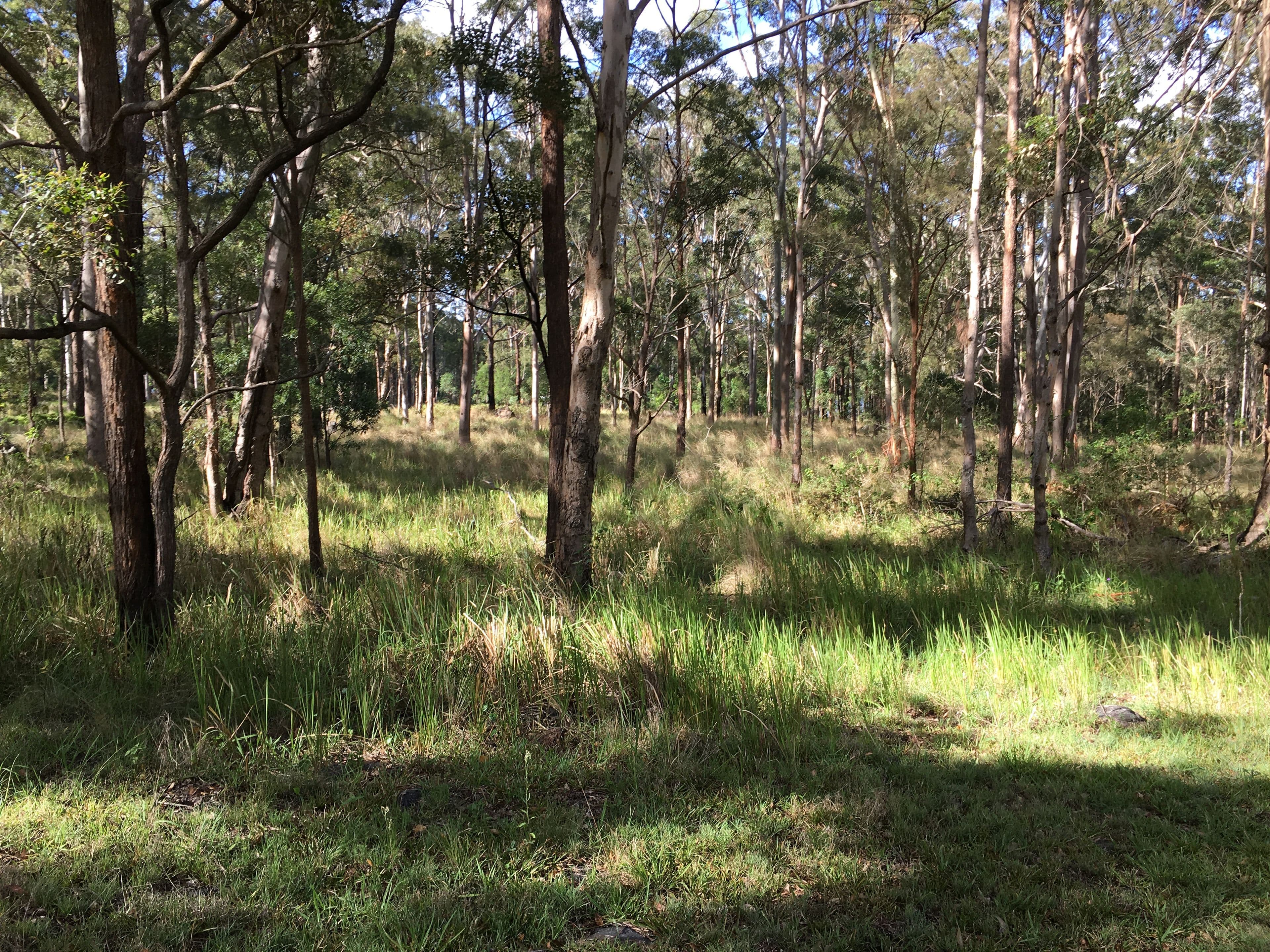905K Main Western Road, Tamborine Mountain QLD 4272, Tamborine Mountain - Thumbnail 4