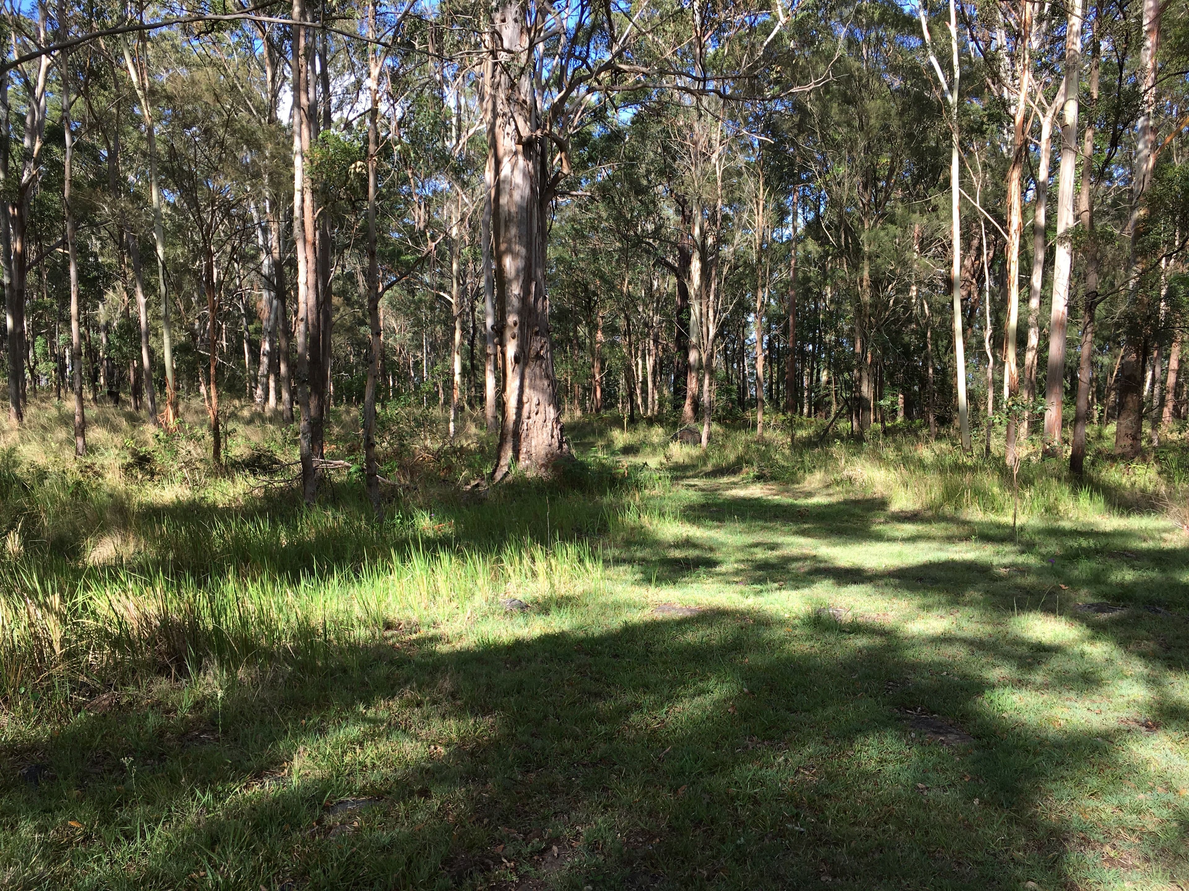905K Main Western Road, Tamborine Mountain QLD 4272, Tamborine Mountain - Thumbnail 5