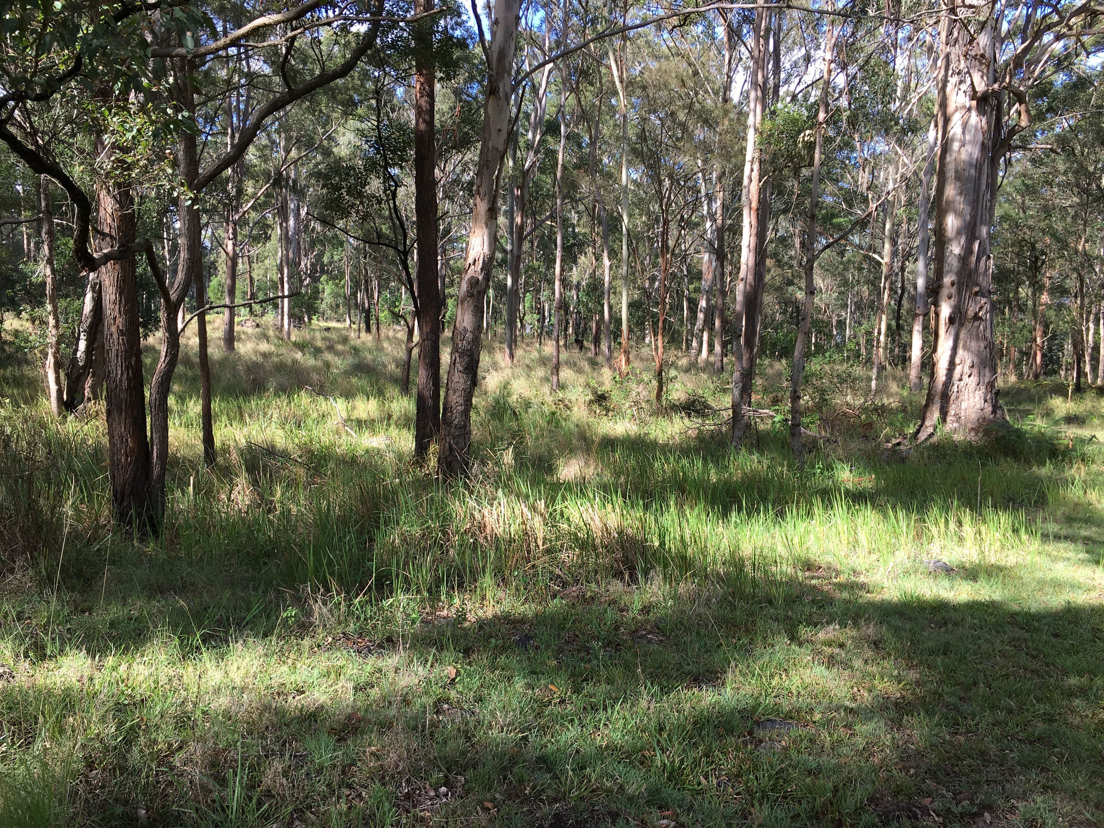 905K Main Western Road, Tamborine Mountain QLD 4272, Tamborine Mountain - Thumbnail 6
