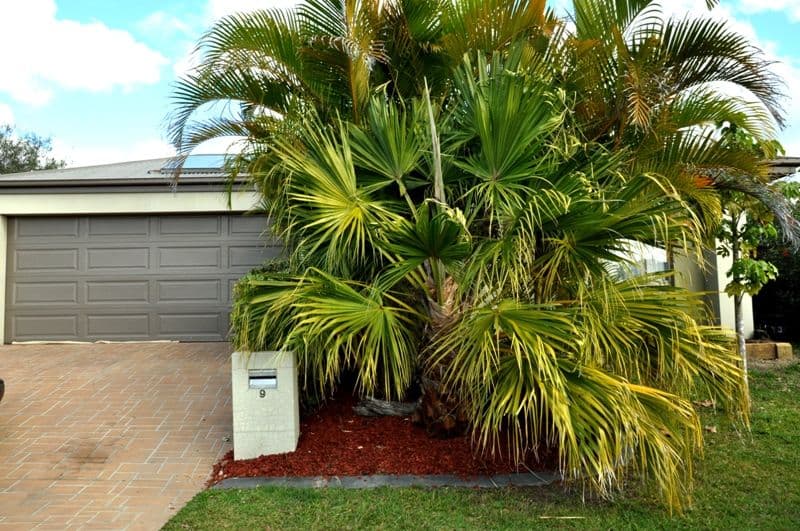 9 Appollo Place, Oxenford QLD 4210, Oxenford - Thumbnail 5