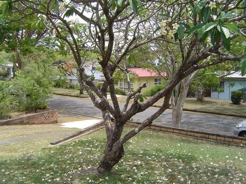 19 Whitford Street, TINGALPA QLD 4173, Tingalpa - Thumbnail 3