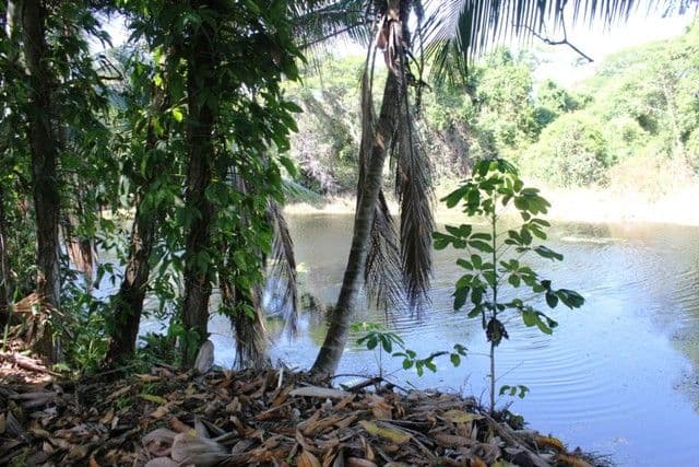317 Danger Camp Road, Ingham QLD 4850, Ingham - Thumbnail 3