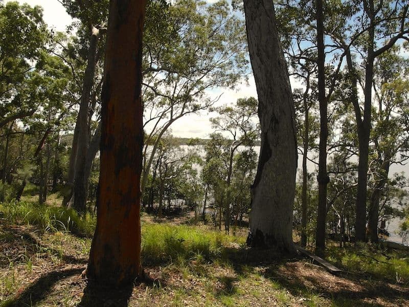 43 Morning Glory Drive, Cooroibah QLD 4565, Cooroibah - Thumbnail 8