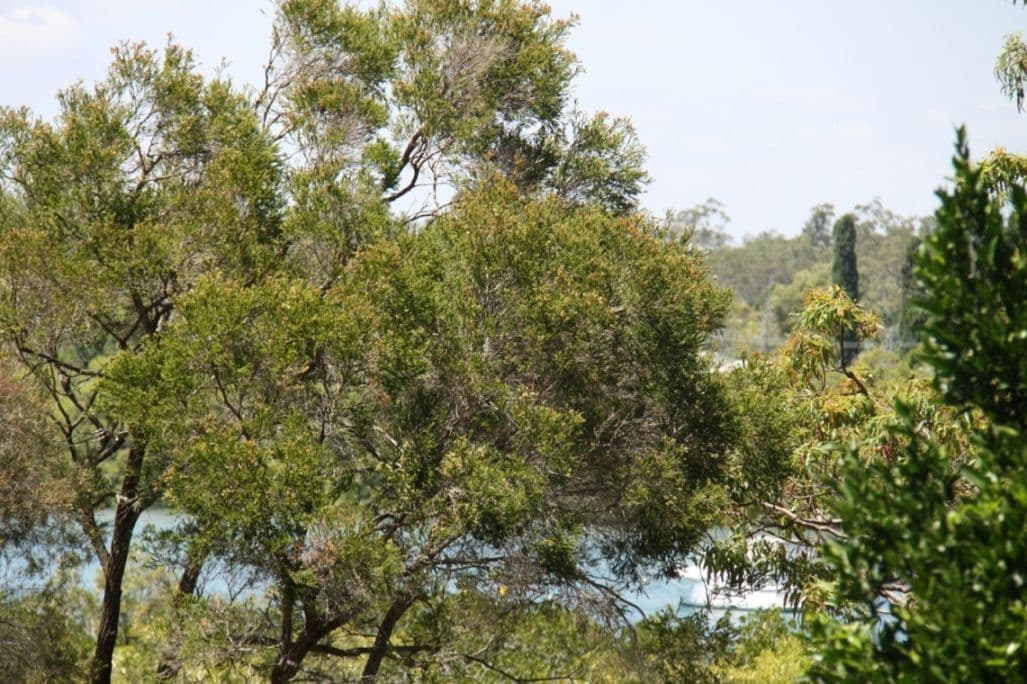 1 Gately Court, TANNUM SANDS QLD 4680, Tannum Sands - Thumbnail 3