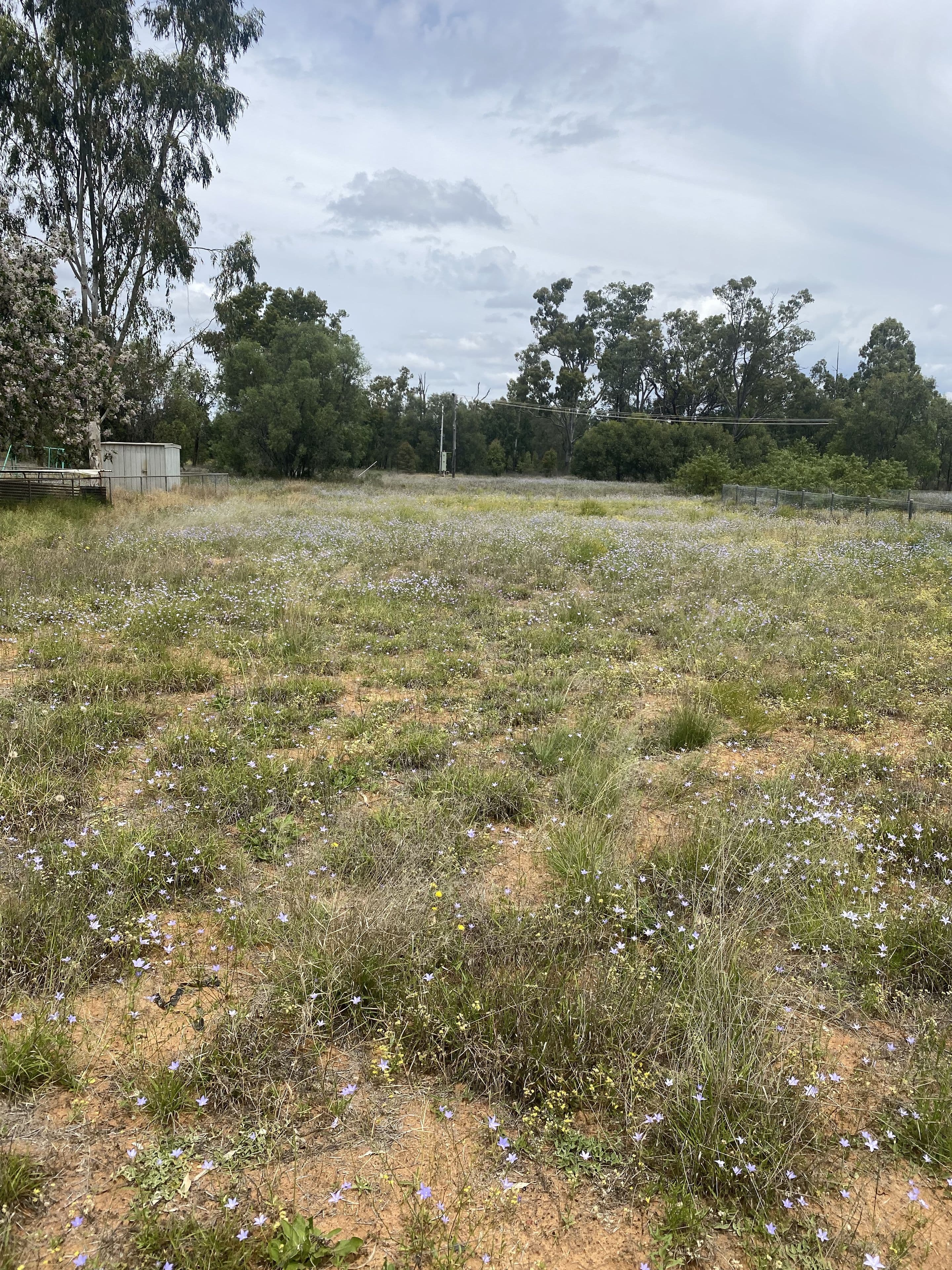 10 Cypress, Charleville QLD 4470, Charleville - Thumbnail 2
