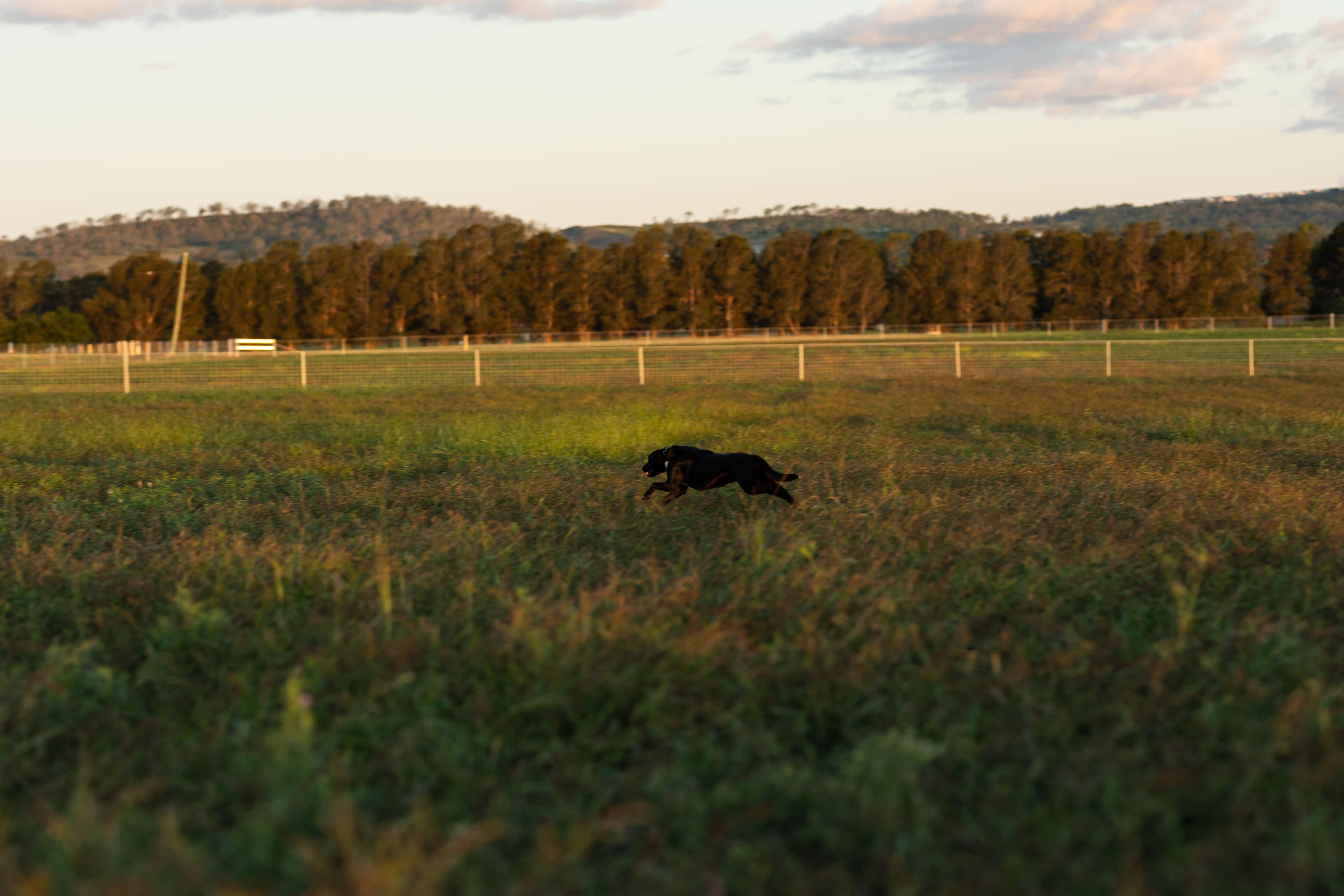 Lot 433 Gowrie-Lilyvale Road, Gowrie Junction QLD 4352, Gowrie Junction - Thumbnail 6