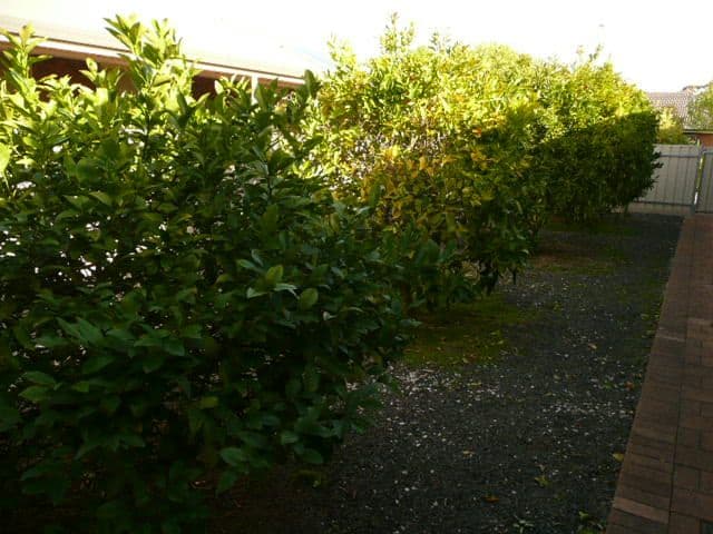 6 Tregenza Street, NURIOOTPA SA 5355, Nuriootpa - Thumbnail 5