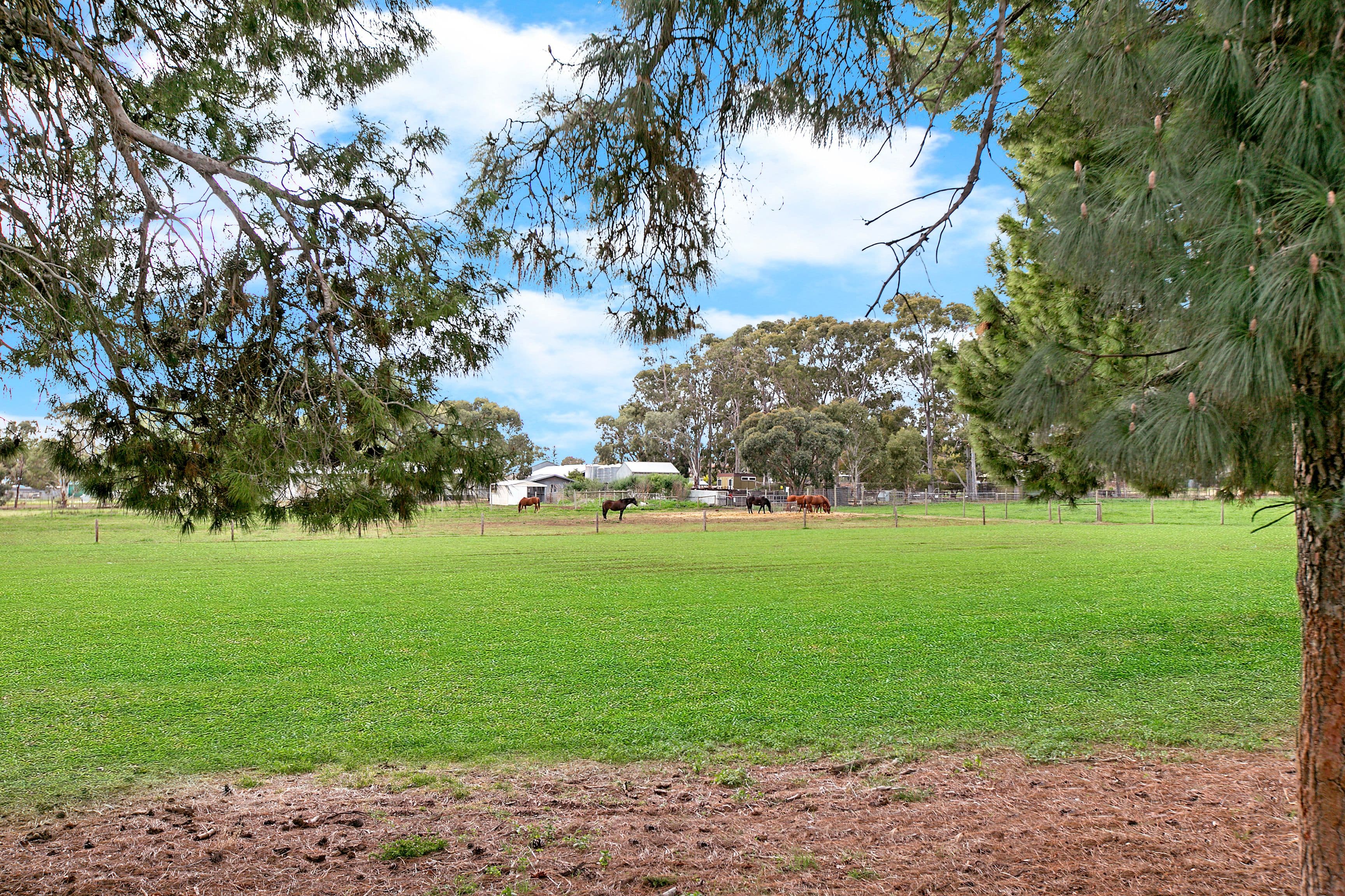 12 Kitchener Street, Netherby SA 5062, Netherby - Thumbnail 4