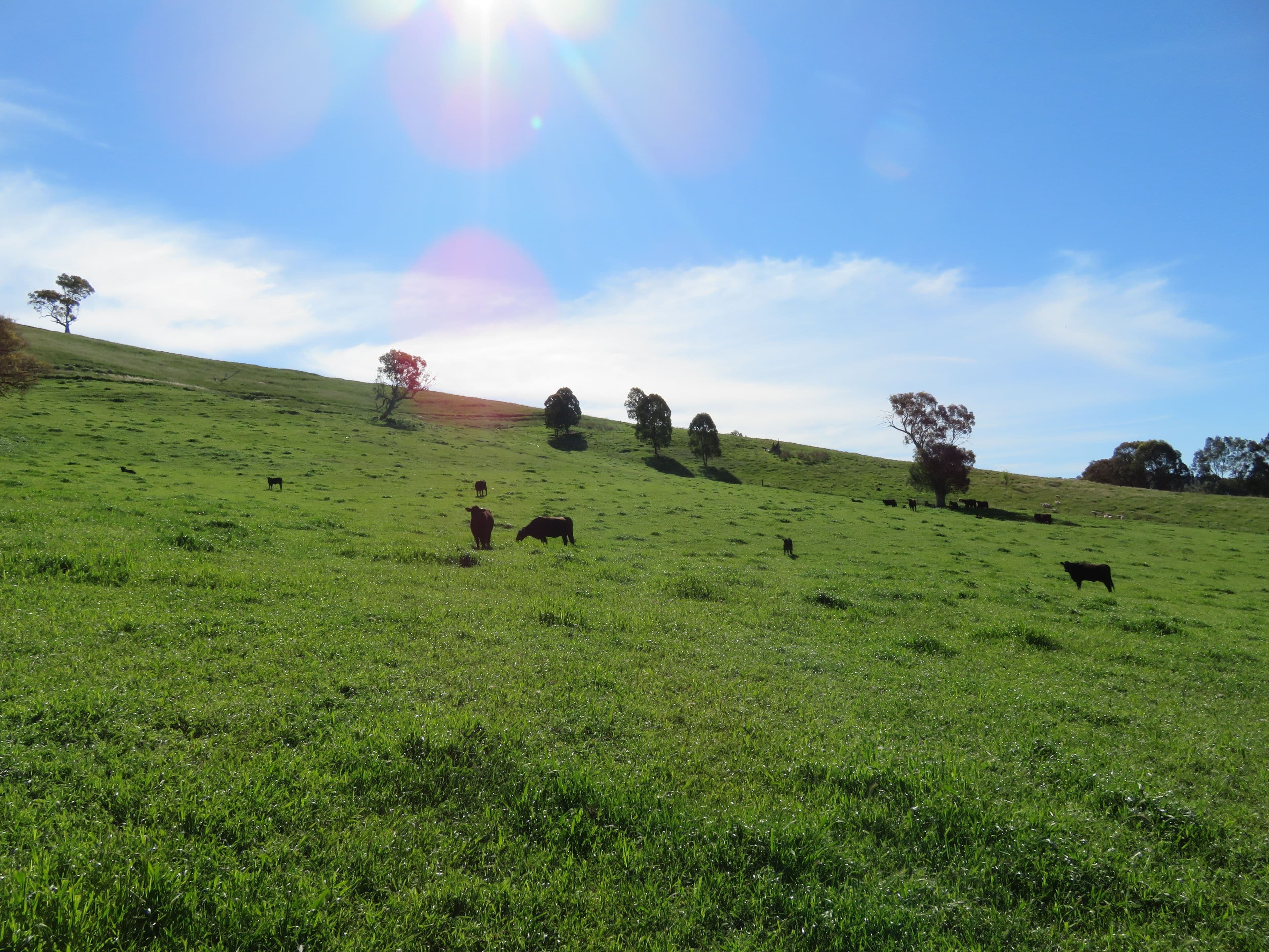 129 Burra Road, Gundagai NSW 2722, Gundagai - Thumbnail 3