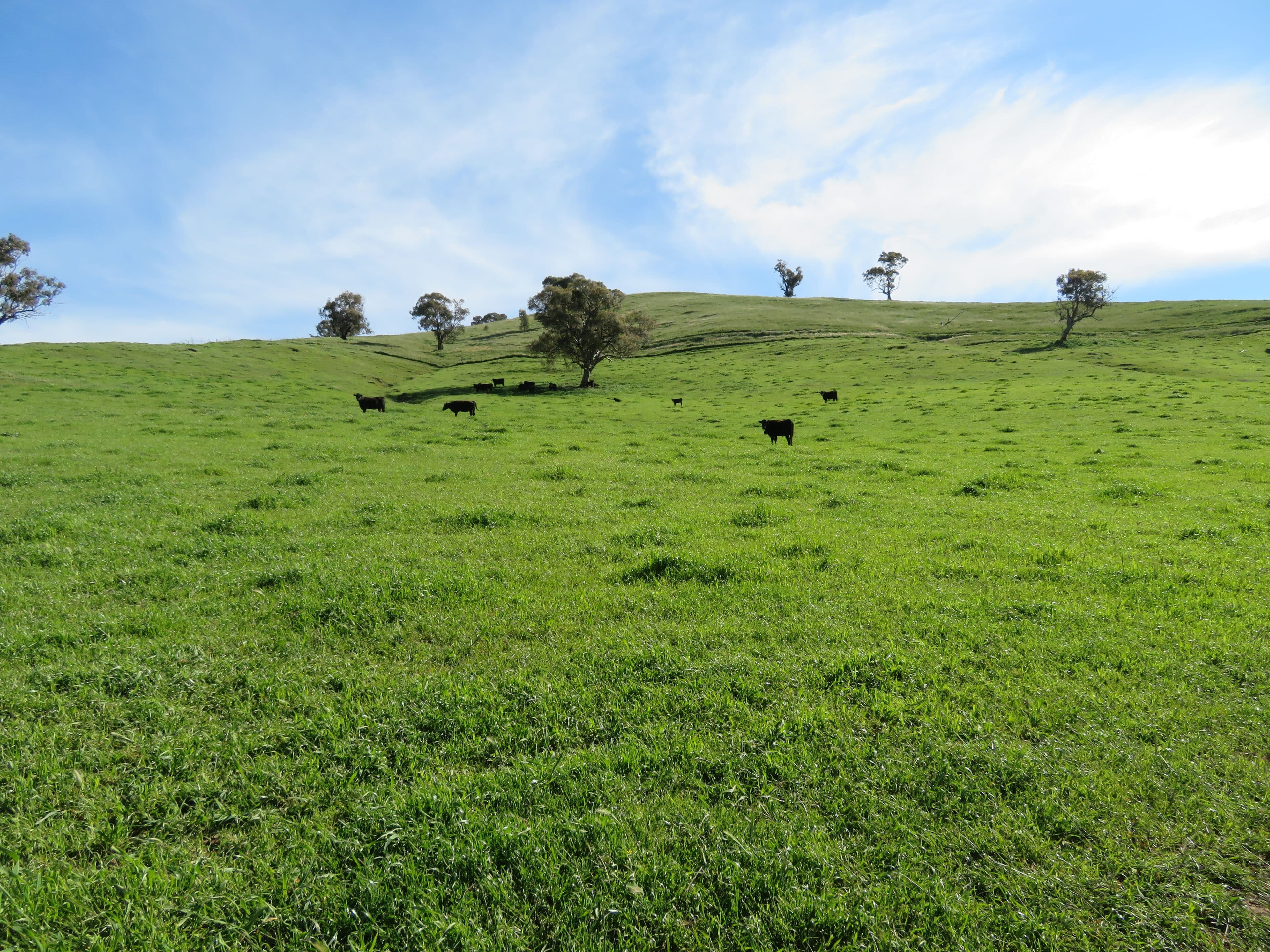 129 Burra Road, Gundagai NSW 2722, Gundagai - Thumbnail 5