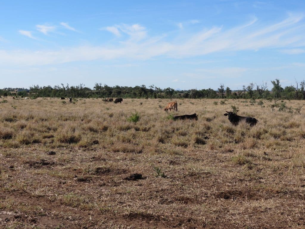 Lot 193 Capricorn Highway, Emerald QLD 4720, Emerald - Thumbnail 5