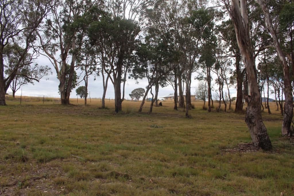Lot 10 and 11 Ross Street, JENNINGS NSW 2372, Jennings - Thumbnail 3